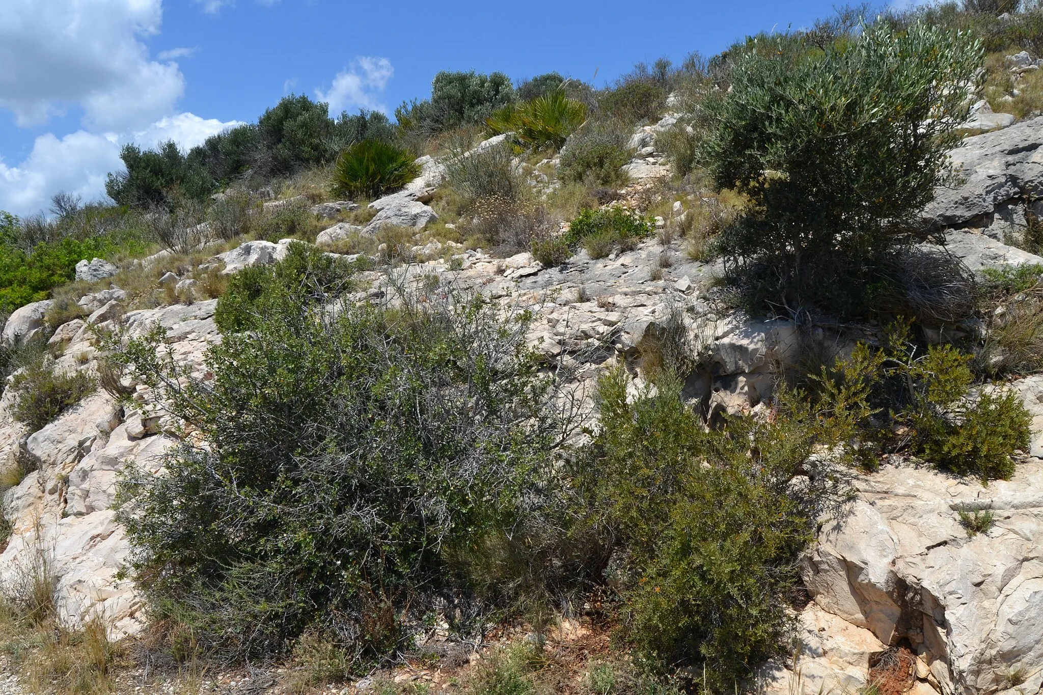 Photo showing: Vegetació per la serra de Toix, Calp.