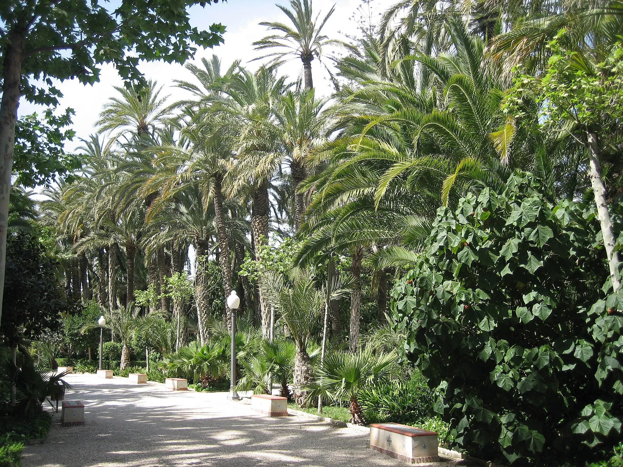 Photo showing: The Palmeral of Elche - a park and world heritage site in Alicante.