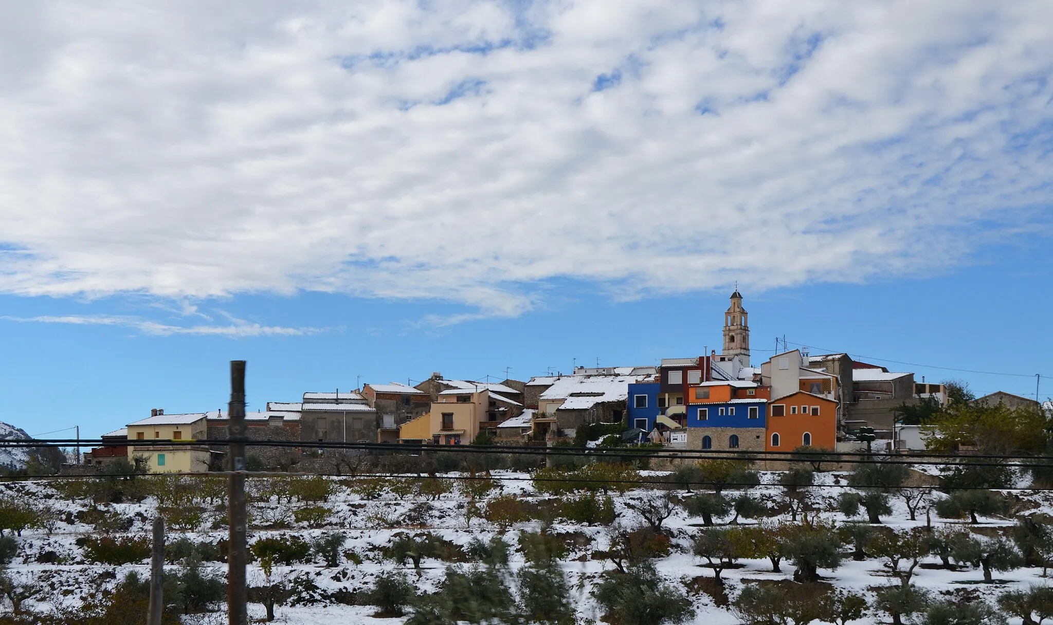 Photo showing: Margarida nevada.