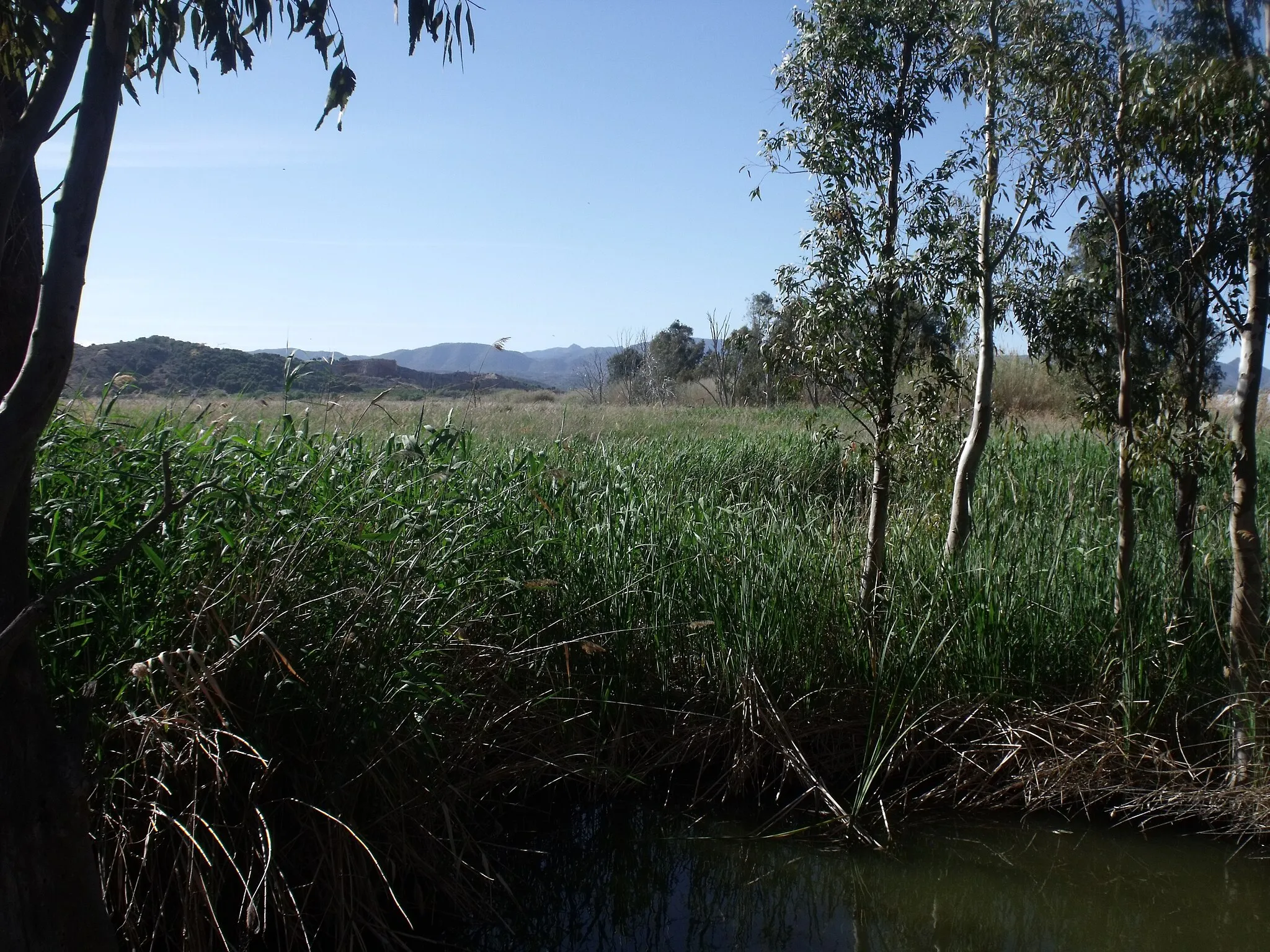 Photo showing: Marjal de Almenara wetlands.