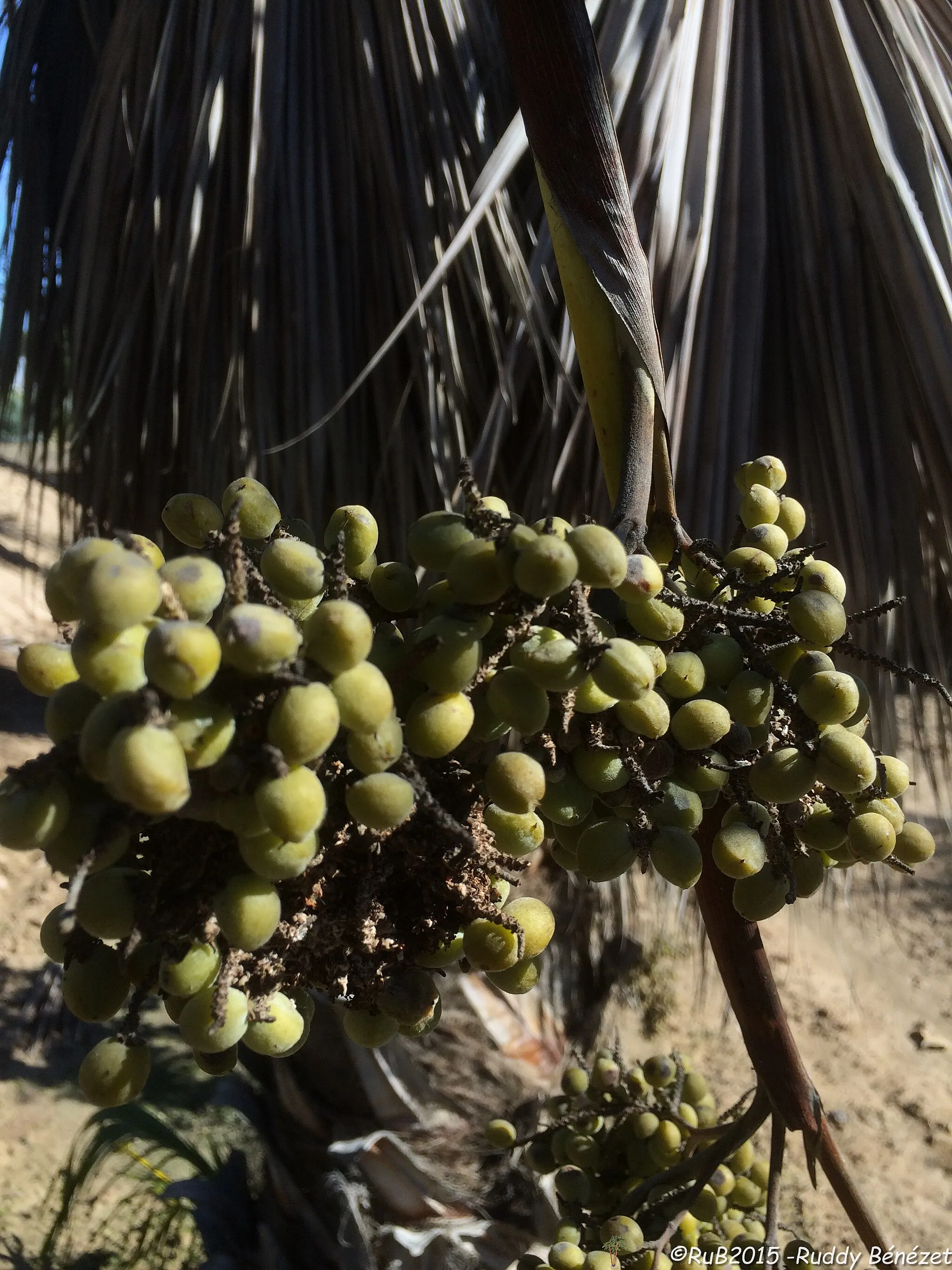 Photo showing: Brahea calcarea  fruits