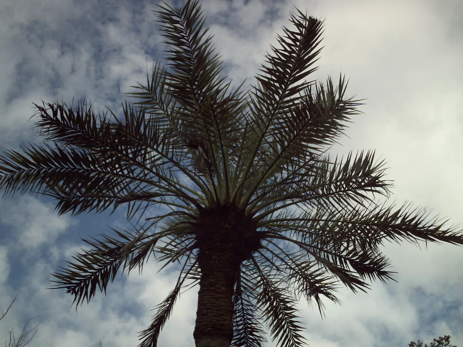 Photo showing: Phoenix dactylifera, in Nueva Esparta