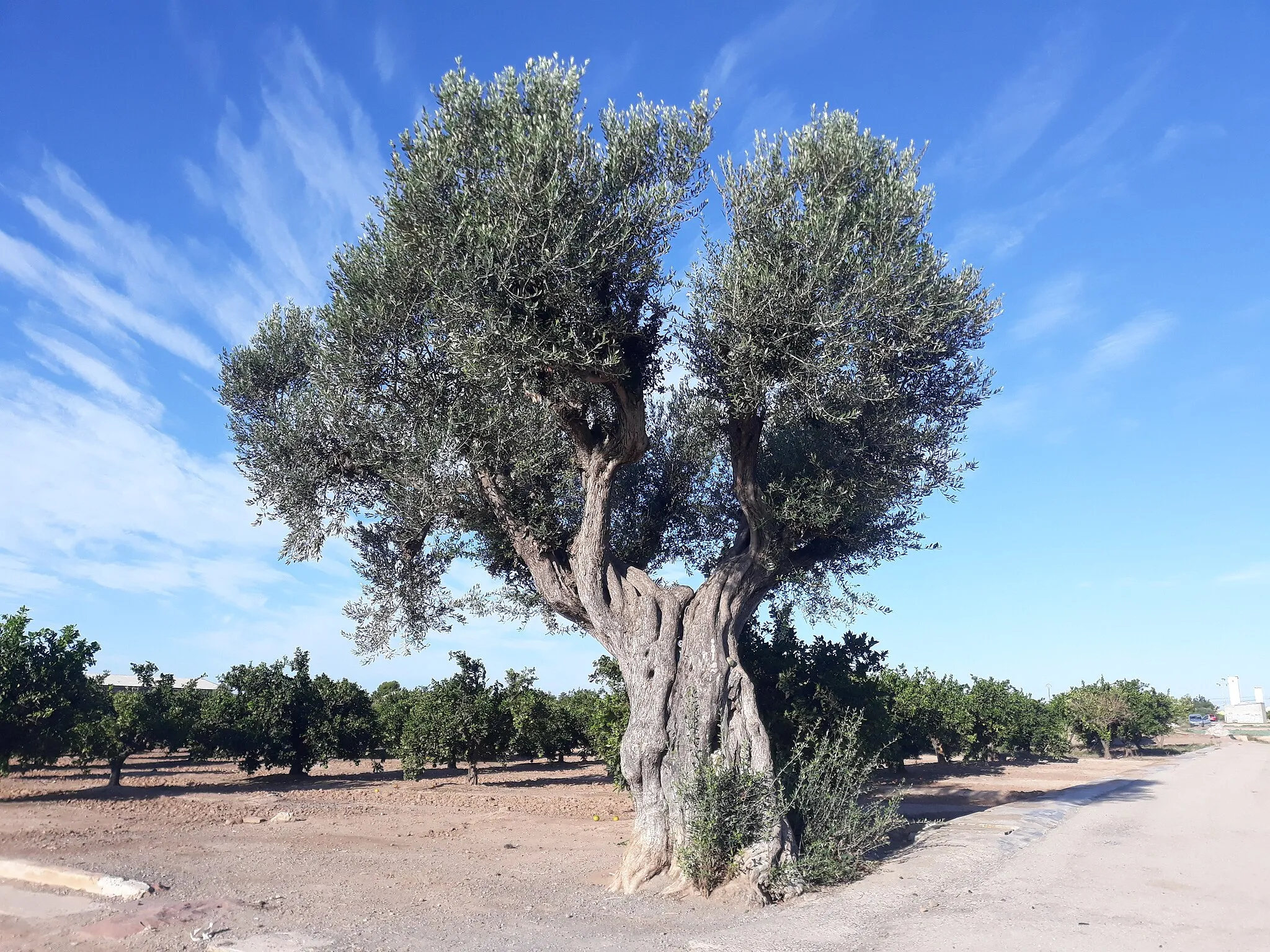 Photo showing: Olivera a l'horta d'Albuixec