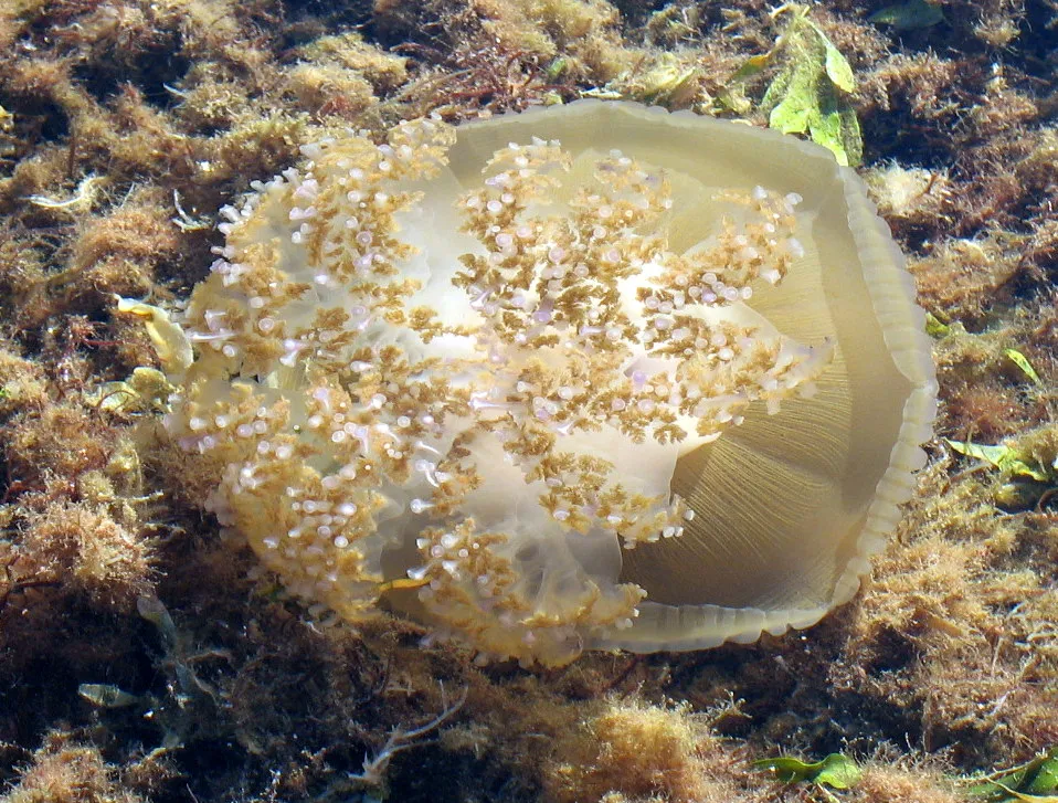 Photo showing: Cotylorhiza tuberculata - Mar Menor (Los Alcázares, Murcia, España). Vista de los tentáculos.