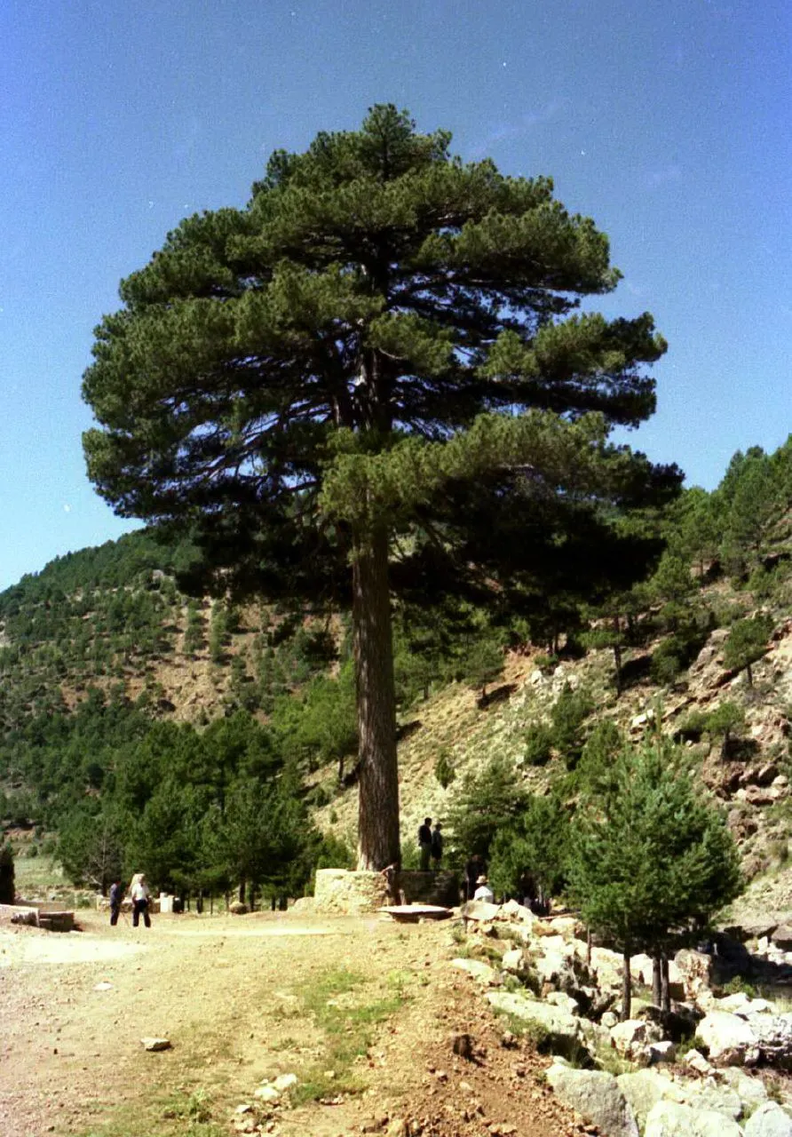 Photo showing: Pinus nigra