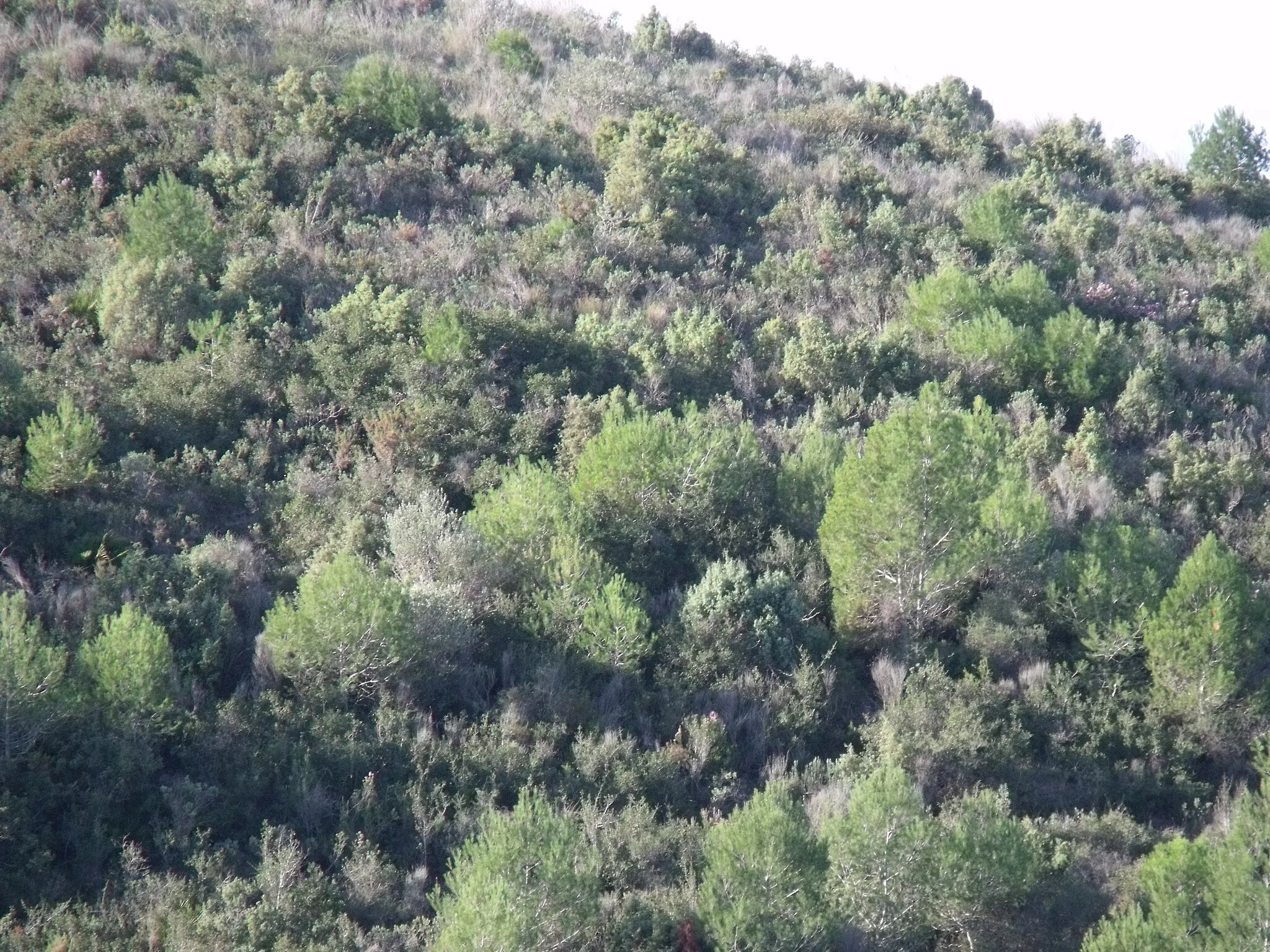 Photo showing: Paisaje del extremo occidental de la Sierra Perenchiza, en el límite de Torrente y Godelleta.