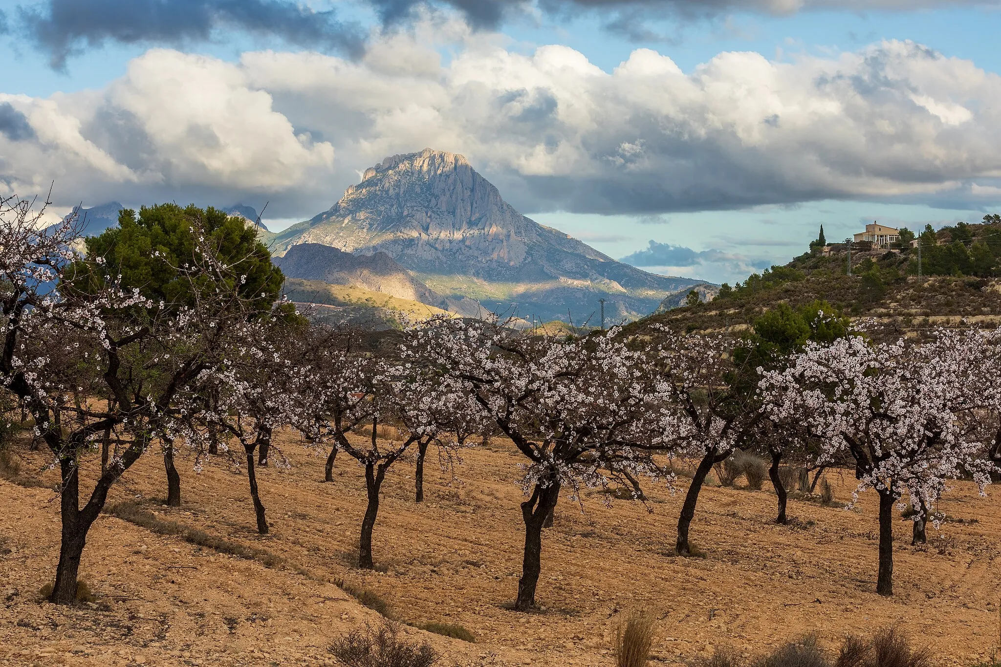 Photo showing: Almond cultivation in the mountains of Relleu municipality in Alicante, Spain in 2022 January. The mountain in the background is Puig Campana.