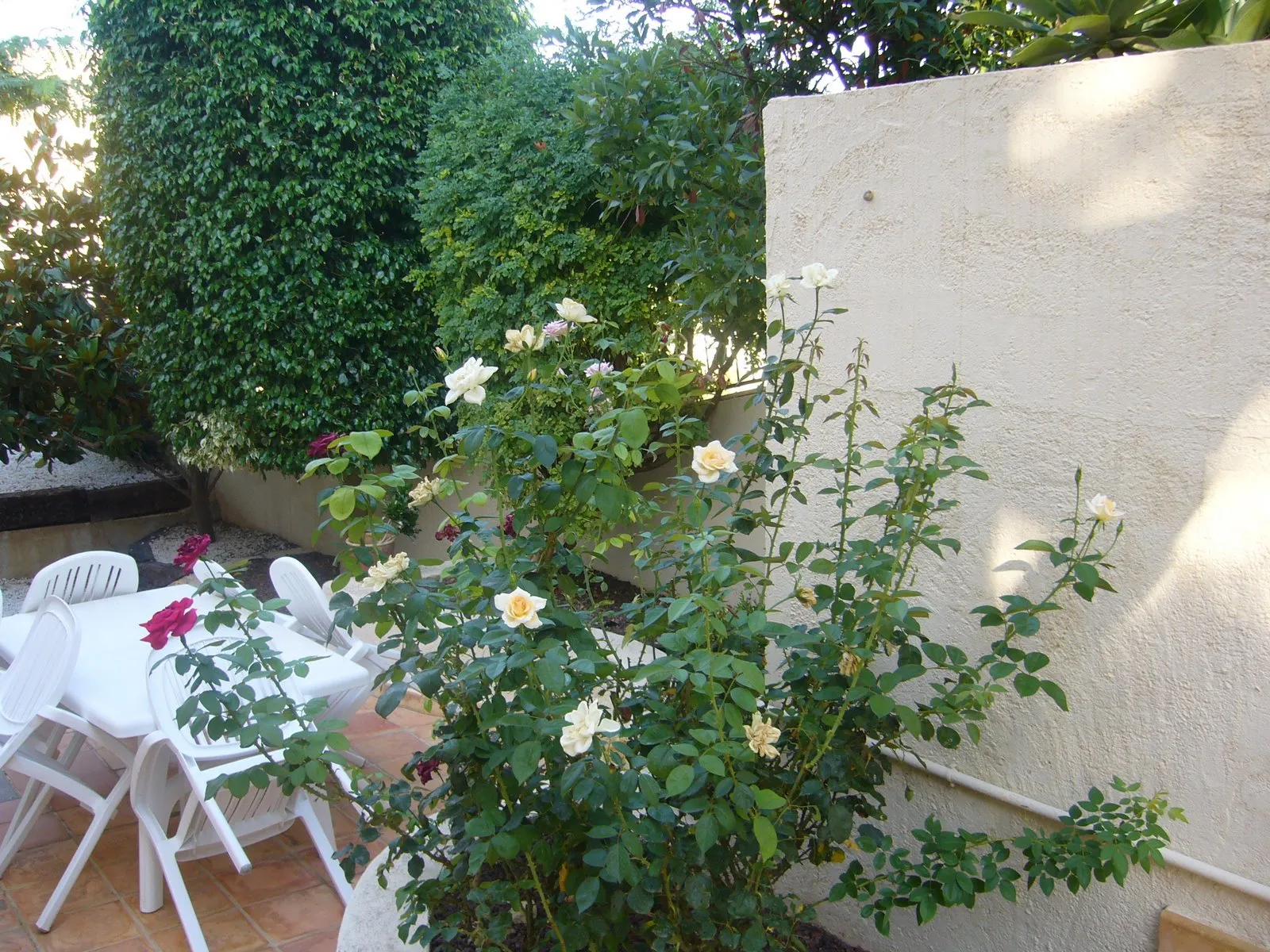 Photo showing: fleurs de calpe