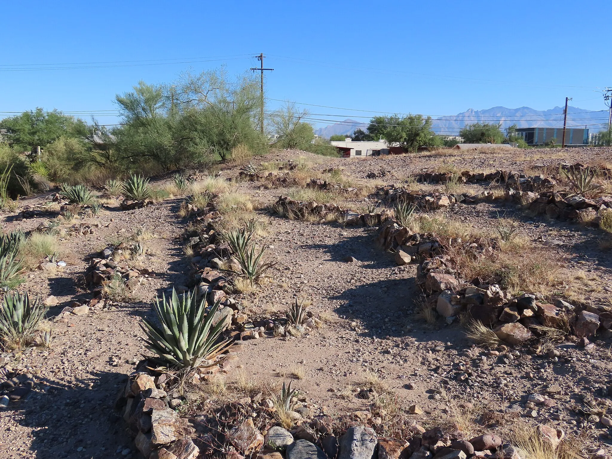 Photo showing: These rock terraces at Mission Garden (Tucson) slow water down as it flows downhill. Each terrace or trinchera supports an agave plant.