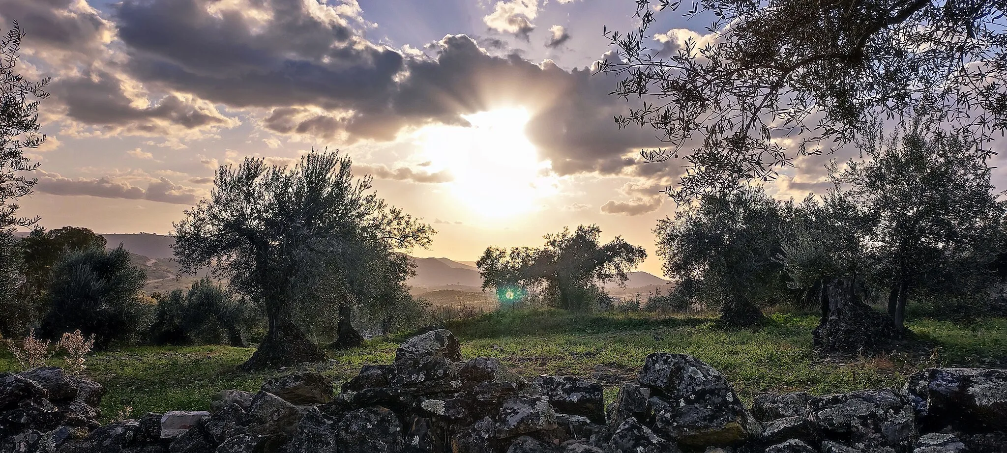 Photo showing: Dehesa extremeña en Valverde de Burguillos, provincia de Badajoz (España).