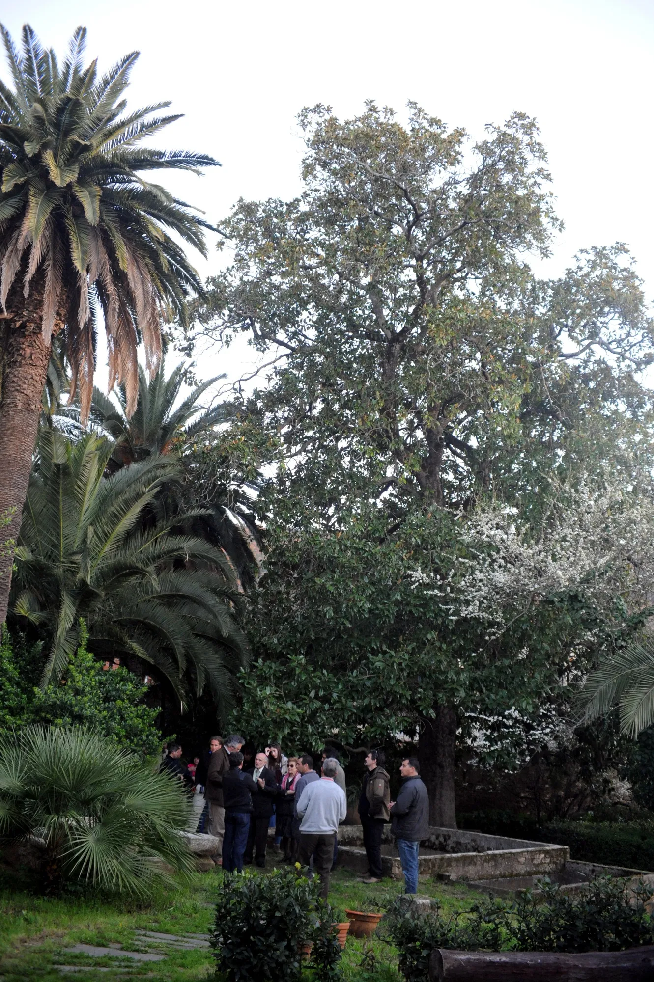 Photo showing: Magnolia de los Durán (Magnolia grandiflora). Árbol singular situado en Villanueva de la Sierra (Cáceres)