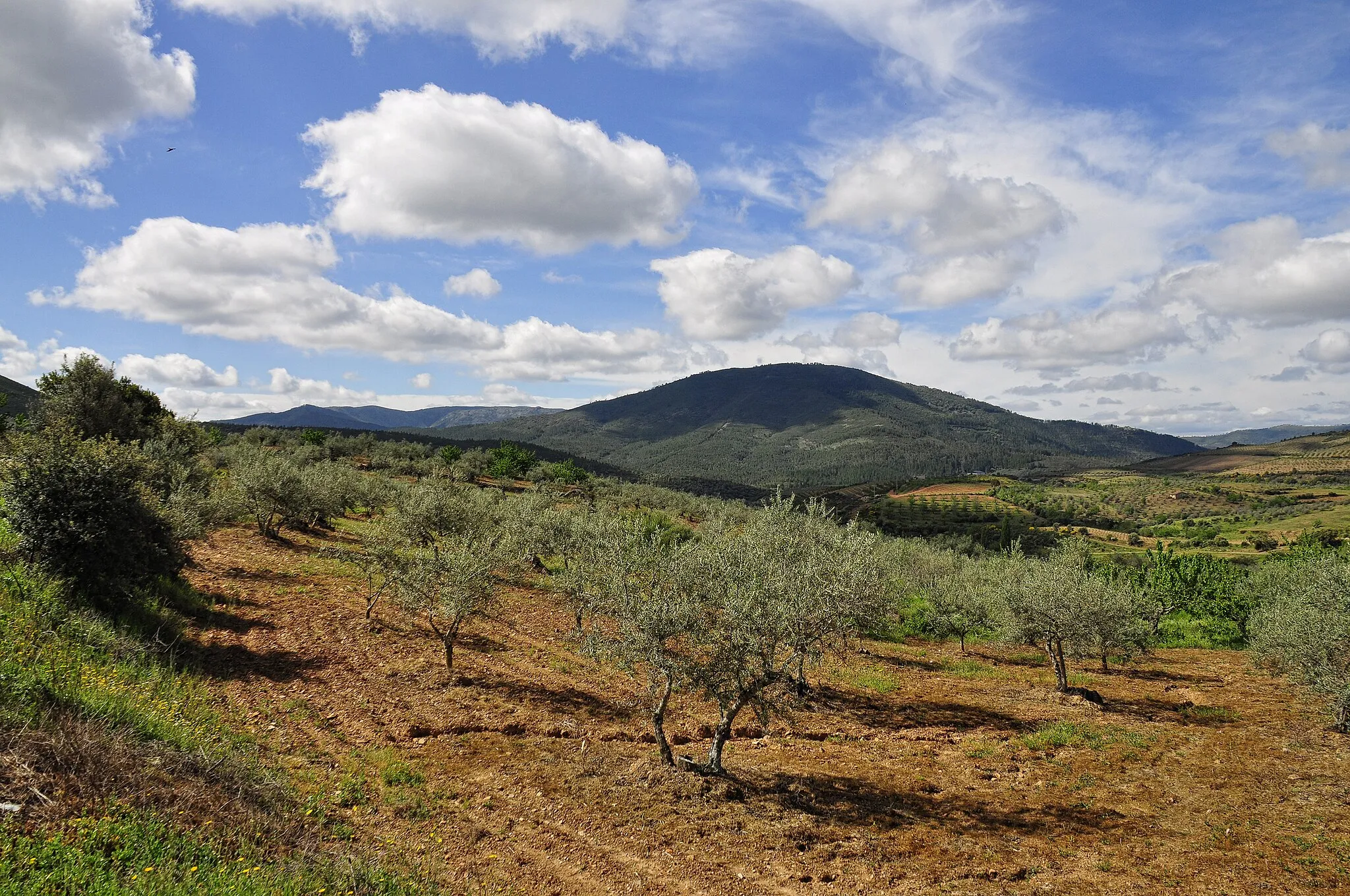 Photo showing: Campos de olivos y cerezos