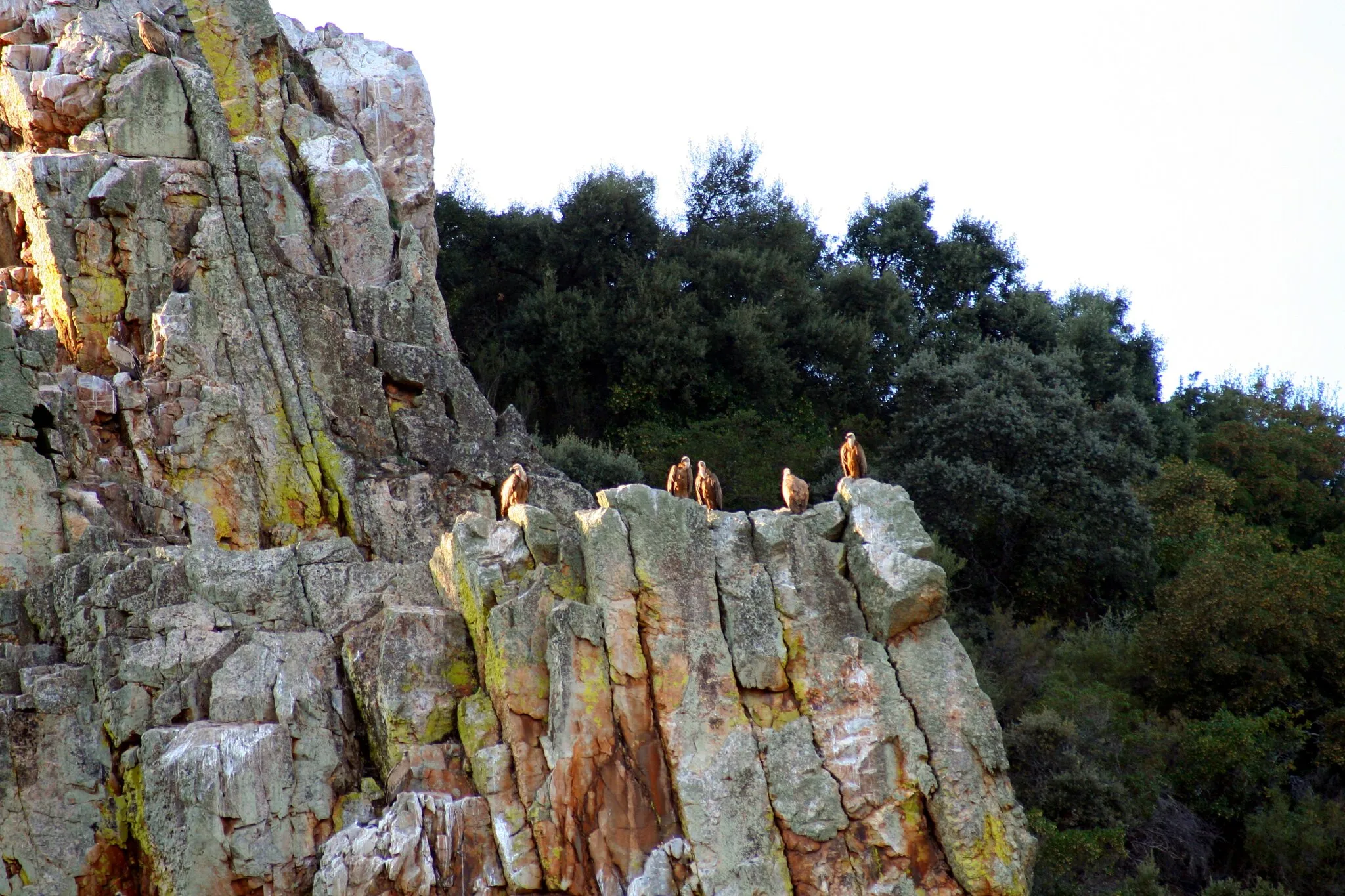 Photo showing: Gyps fulvus en el Parque Nacional de Monfragüe, Cáceres, Extremadura, España.
