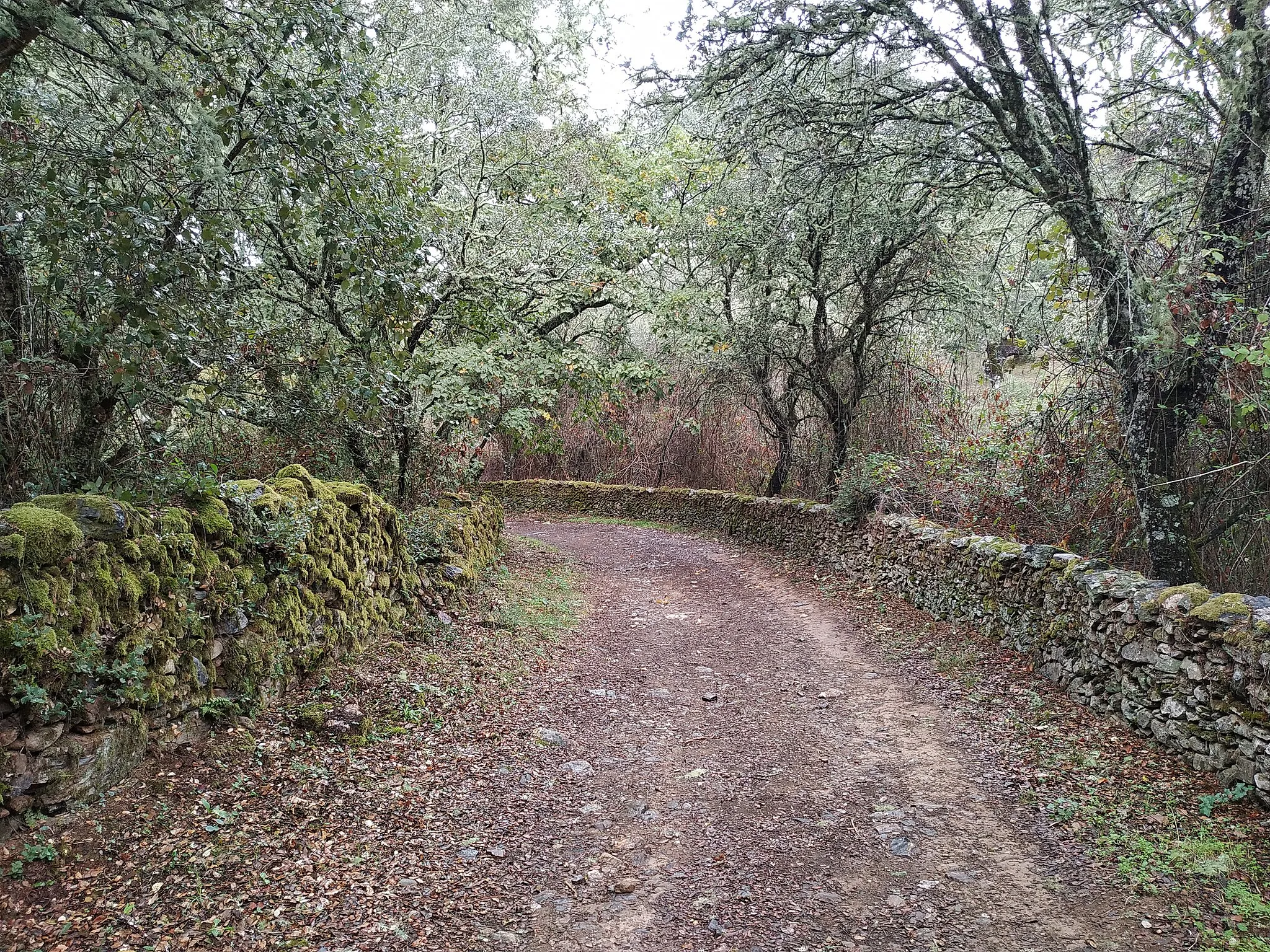 Photo showing: Imagen de una parte del camino que cruza el bosque de los Castaños en Cabeza La Vaca
