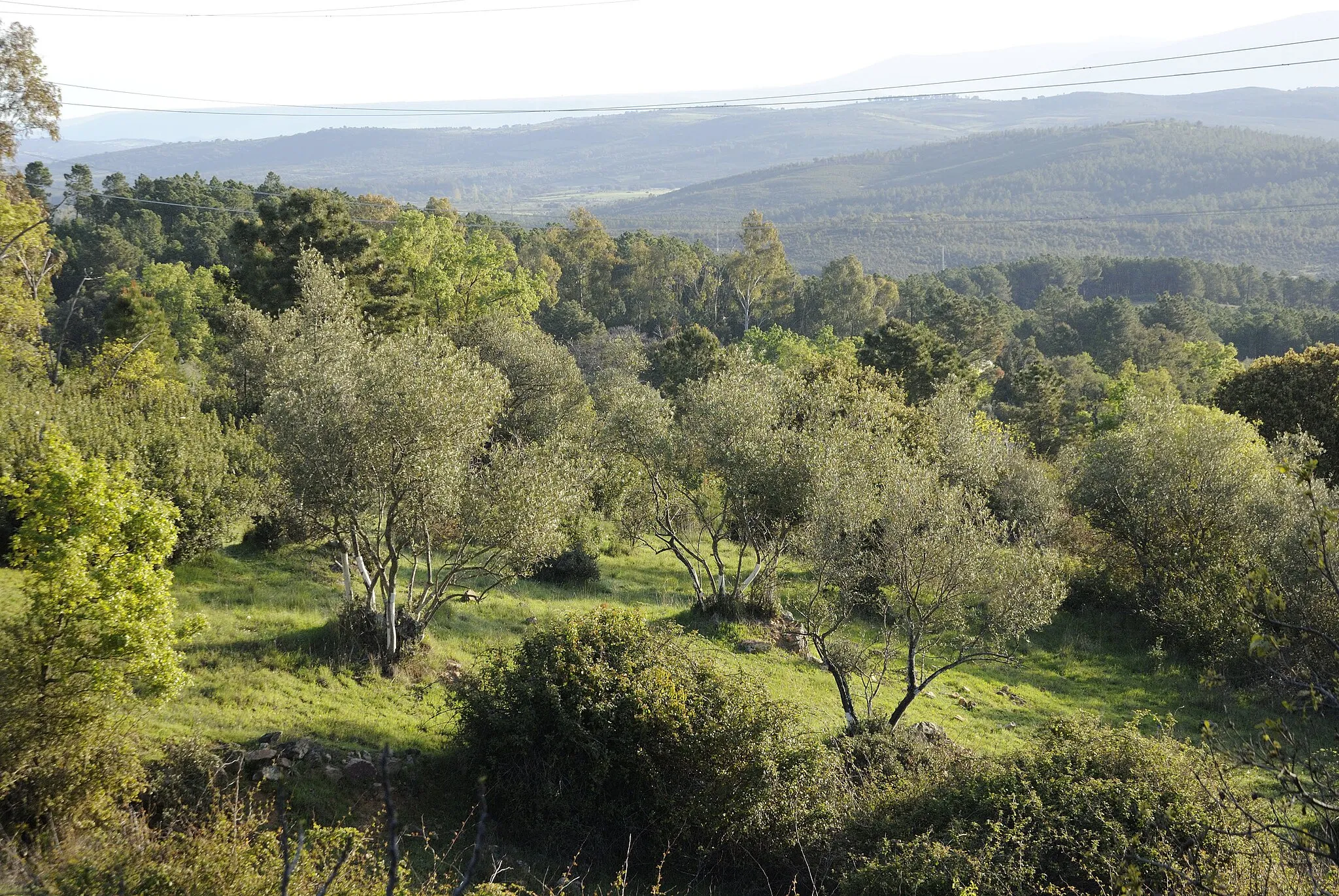 Photo showing: Olive trees in the municipality of Puerto de San Vicente