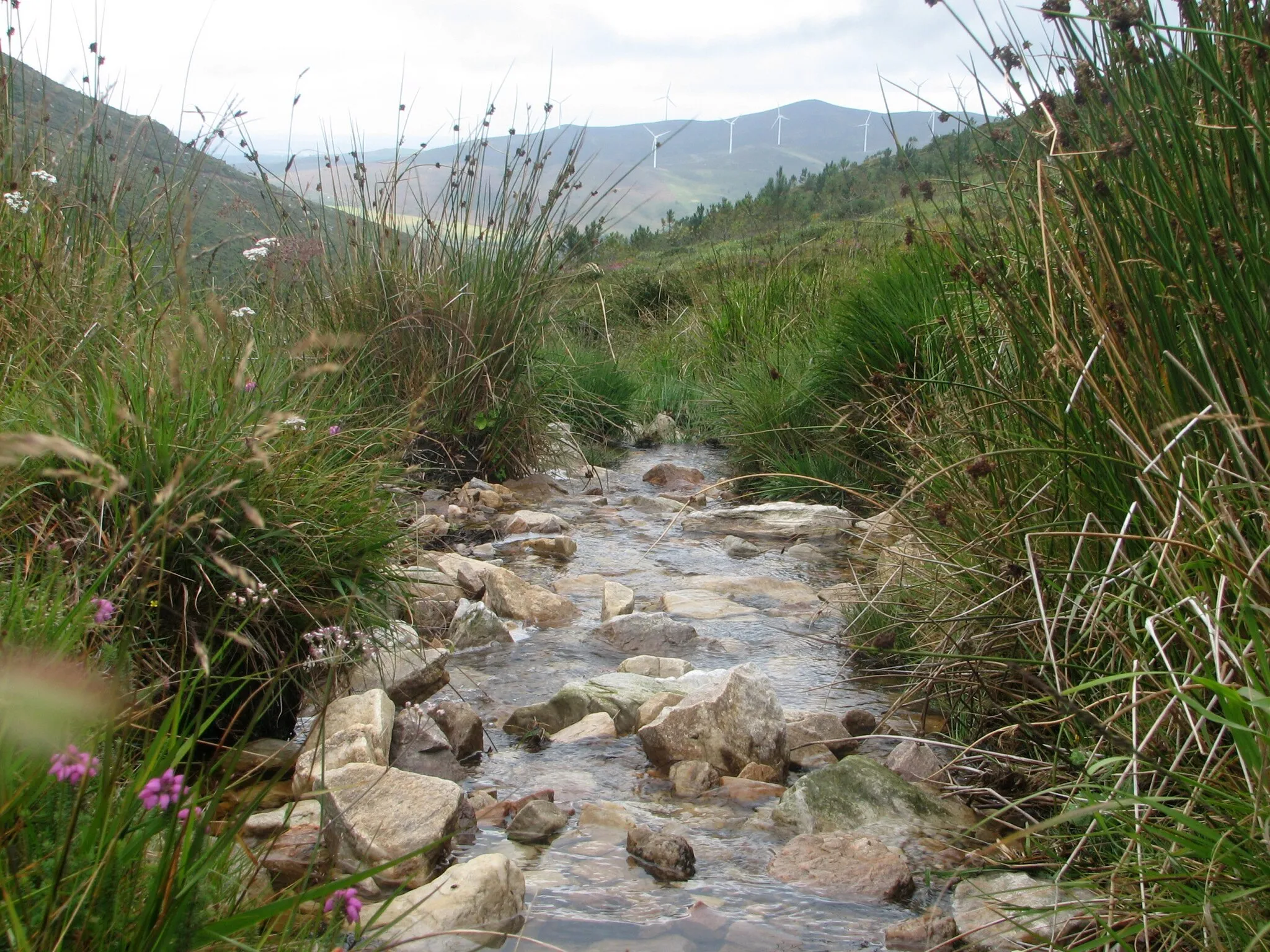 Photo showing: Nacemento do rio Landro na serra do Xistral