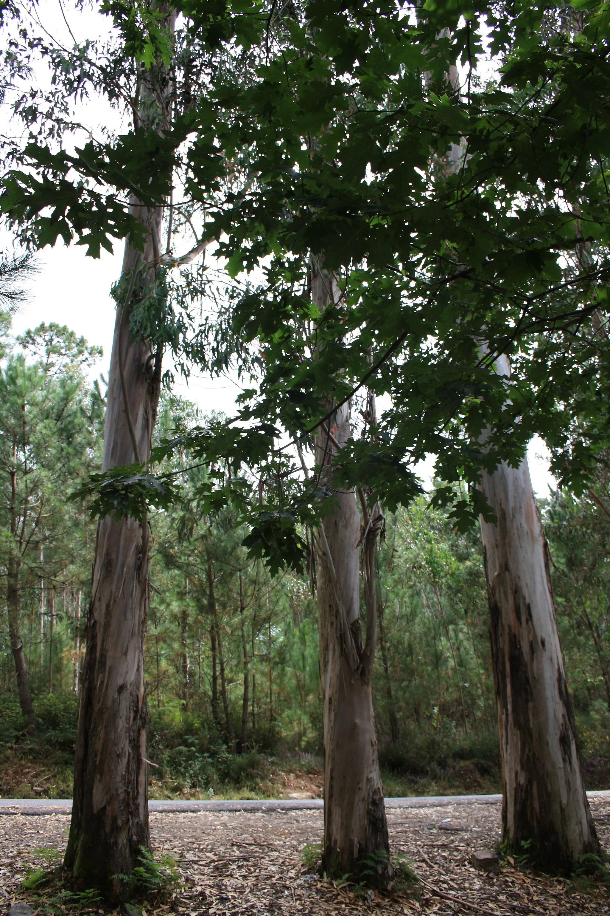 Photo showing: Triple trees.