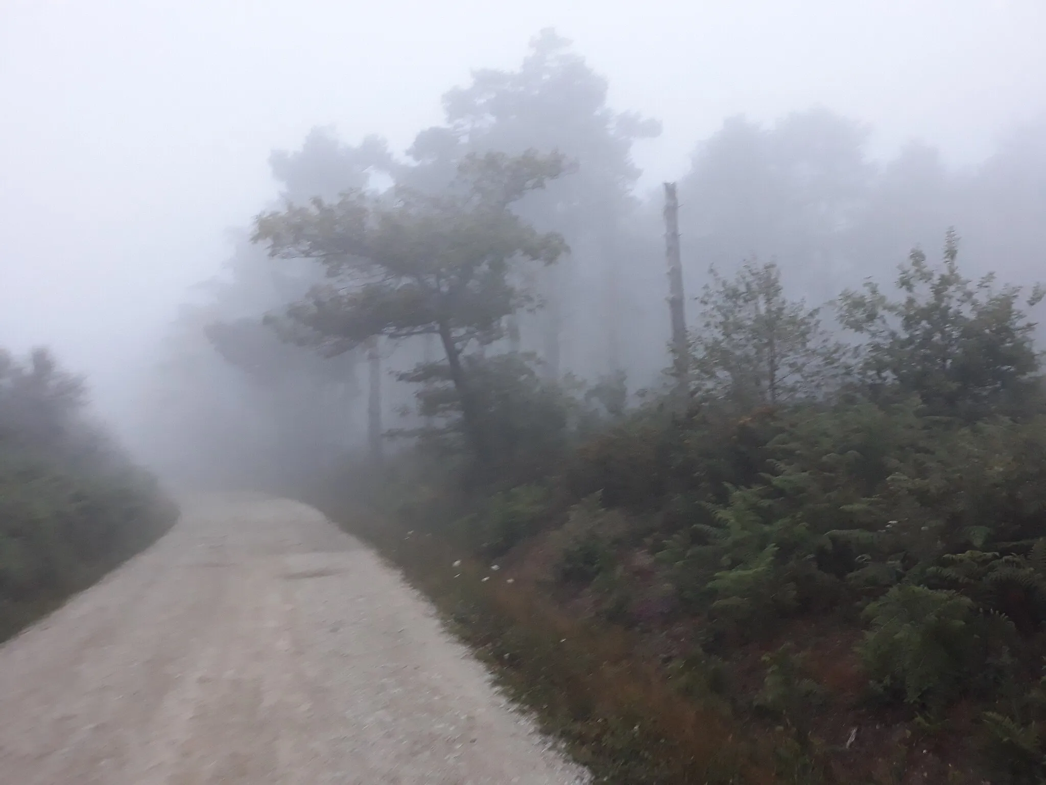 Photo showing: The Primitive Way of Saint James in the forest near Castroverde. Lugo province, Galicia, Spain.