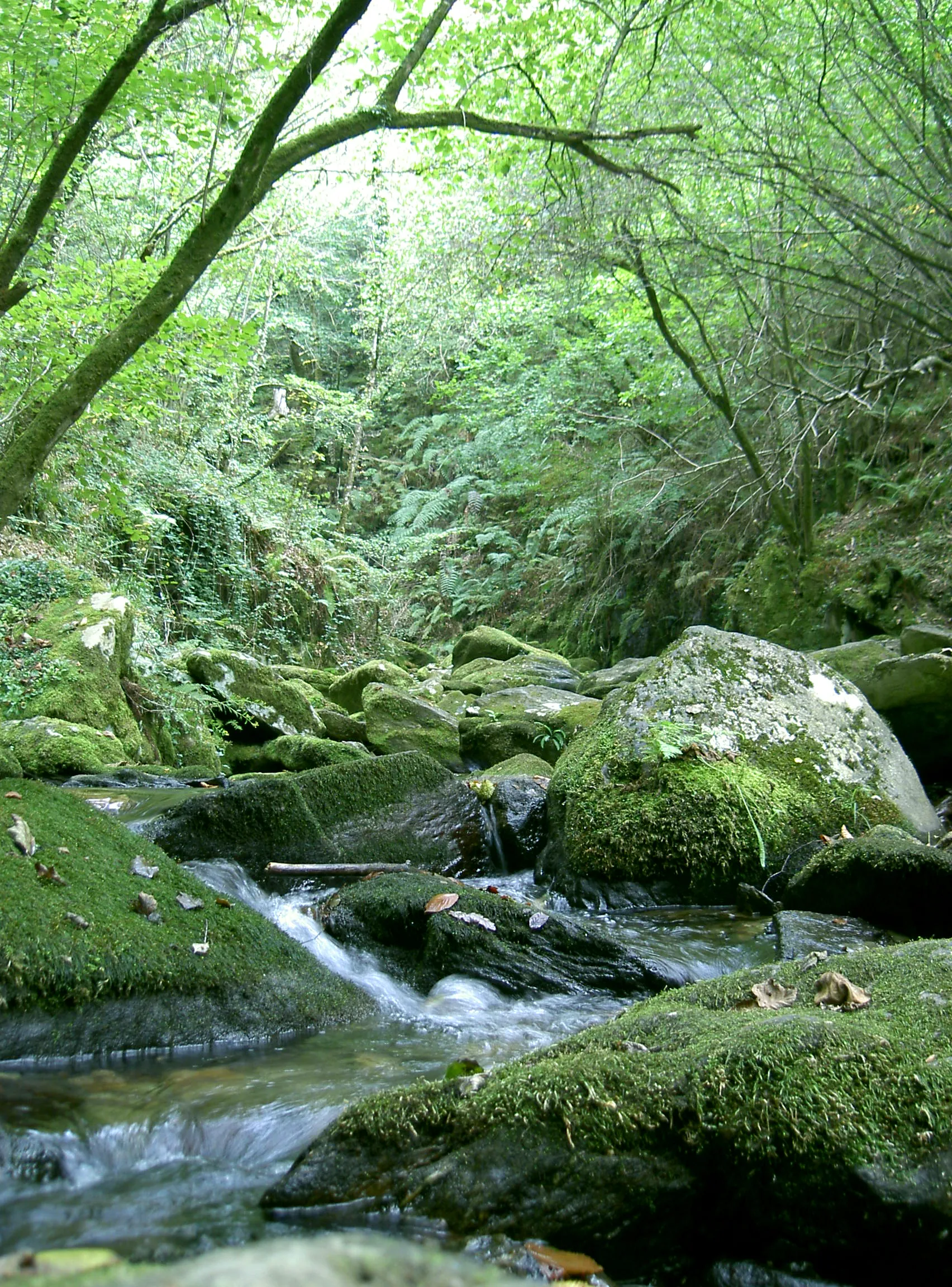 Photo showing: Fragas do Eume