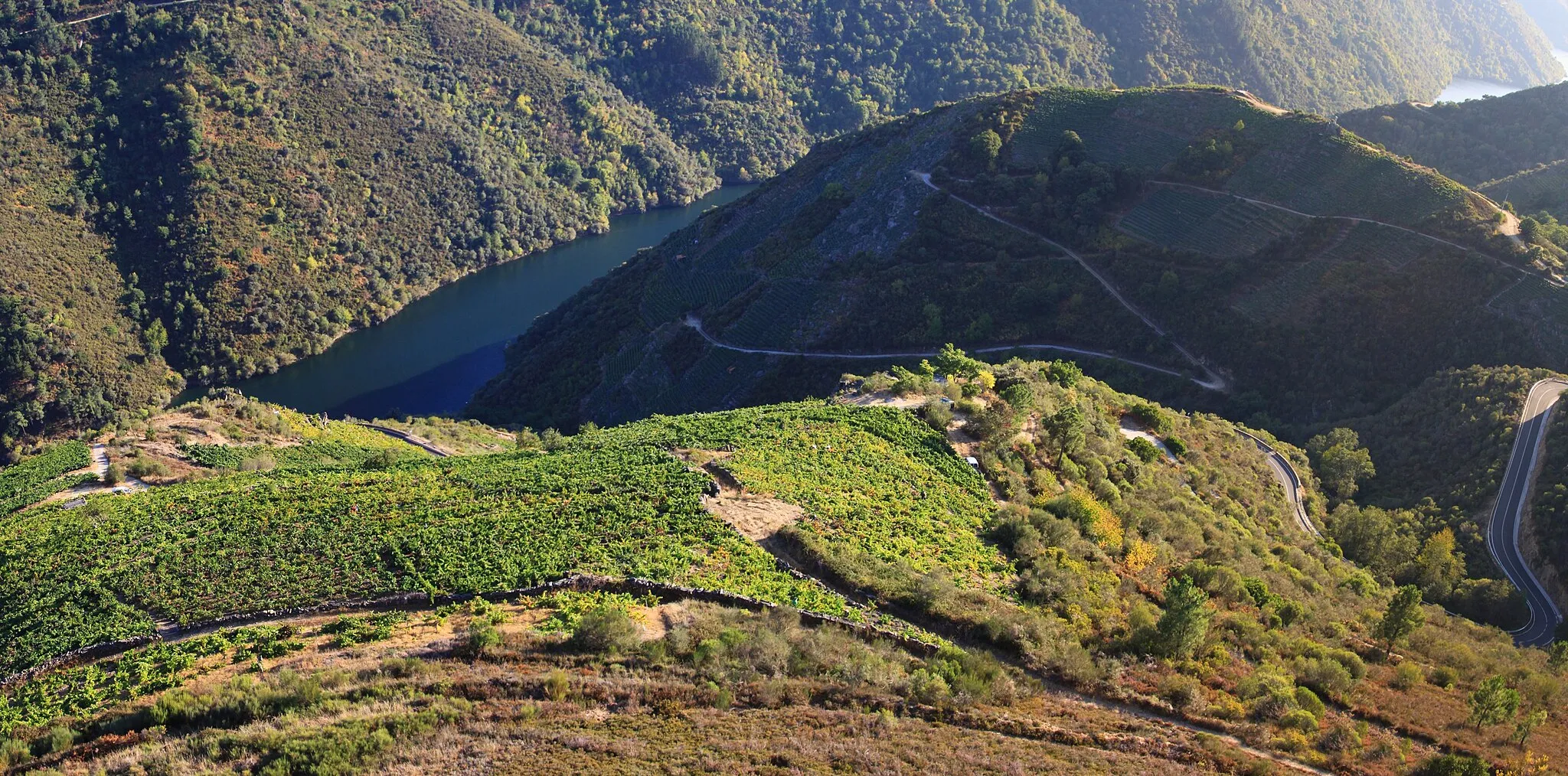 Photo showing: Doade, Sober. Ribeira Sacra, Lugo. Galiza

Ribeira Sacra, como denominación de origen, es también conocida por la calidad de sus vinos, muy recurridos en la gastronomía gallega, a los que popularmente se conoce en la zona con el nombre genérico de mencía, debido a que son elaborados principalmente con la variante de uva mencía, aunque también se usa la variante godello. Las viñas, que se pueden contemplar siguiendo el curso del río, están dispuestas en un sistema de escalones de piedra, llamados socalcos, a lo largo de la ribera, y datan de la época romana. Los romanos ya tenían en gran aprecio estos caldos, que son afrutados y de gran presencia, ideales para disfrutar con carnes, y se decía, que una de las variantes de este vino, el Amandi (procedente de la zona del mismo nombre), se le hacía traer al César desde la Gallaecia romanizada.