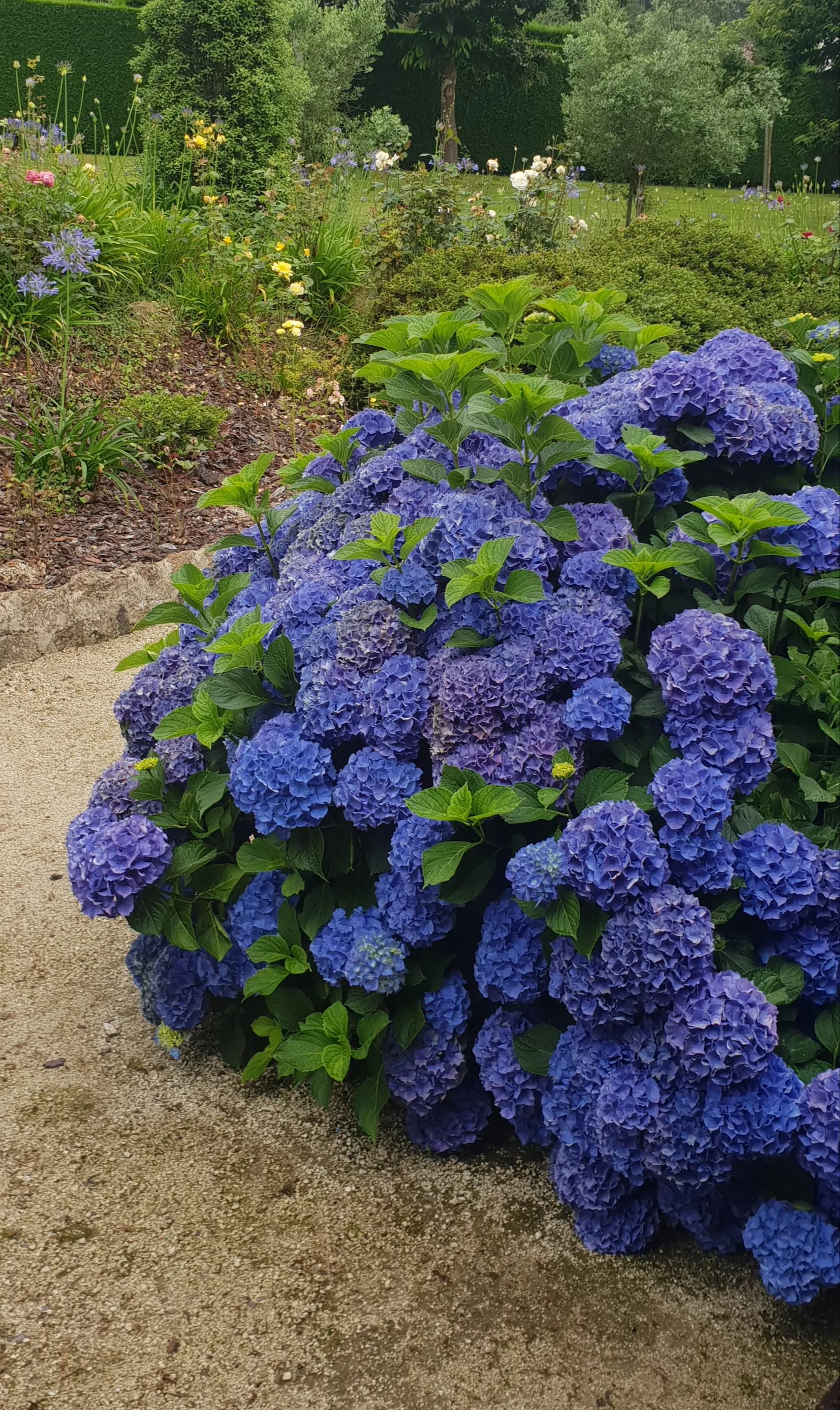 Photo showing: Hortensias de coloracion azul en Adelán, Galicia, España. Muy típicas de la zona norte de la península