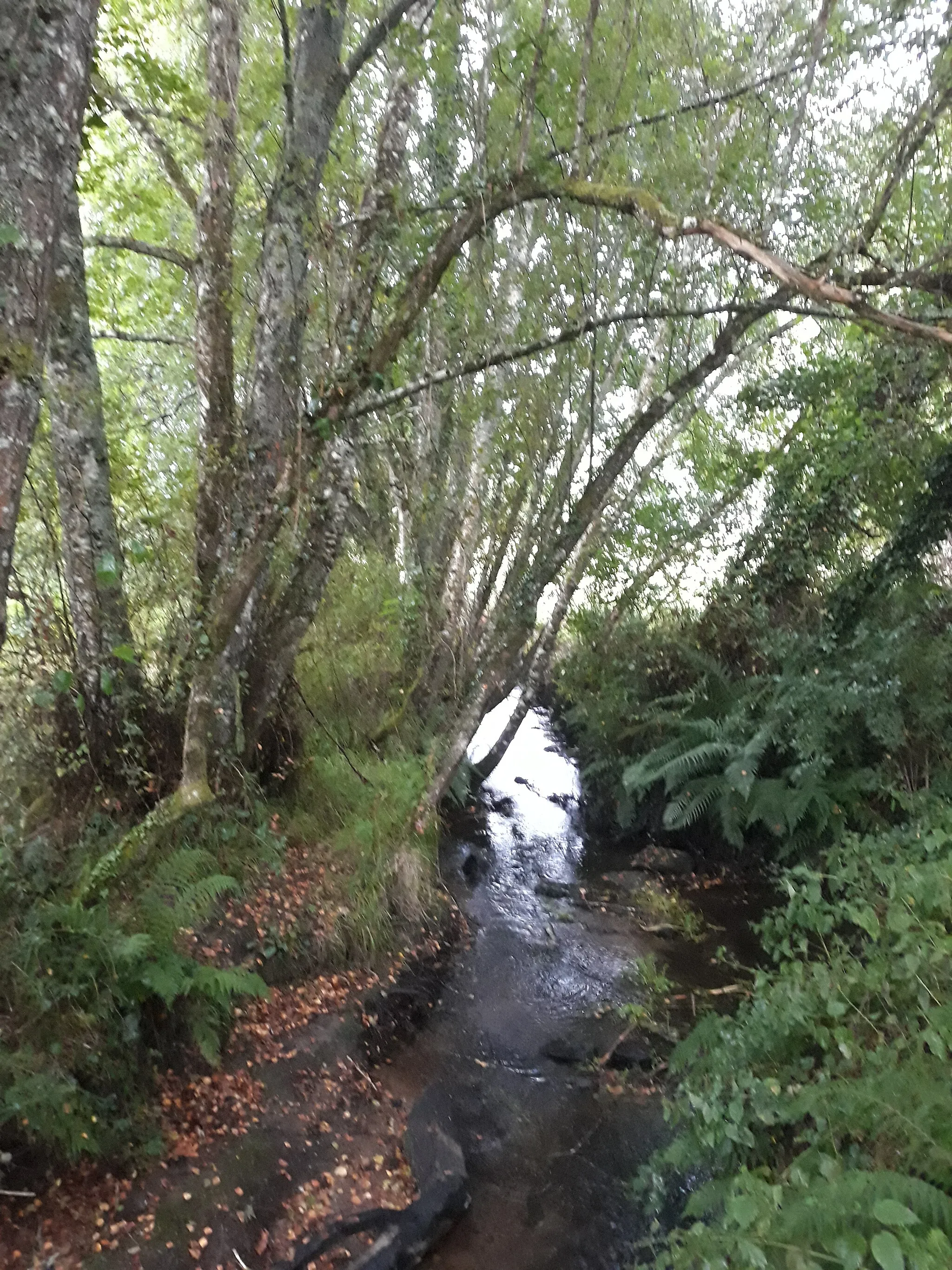 Photo showing: Rego de Anguieiro (Anguieiro Stream) . Souto de Torres, Castroverde, Lugo province, Galicia, Spain.