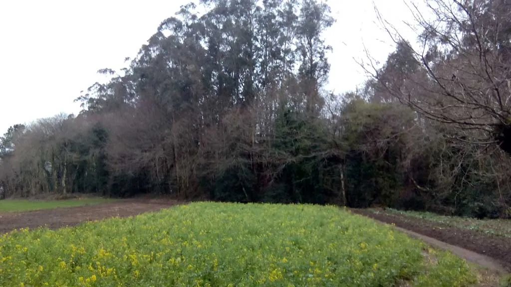 Photo showing: Vista do Castro de Estremil, Curtis.