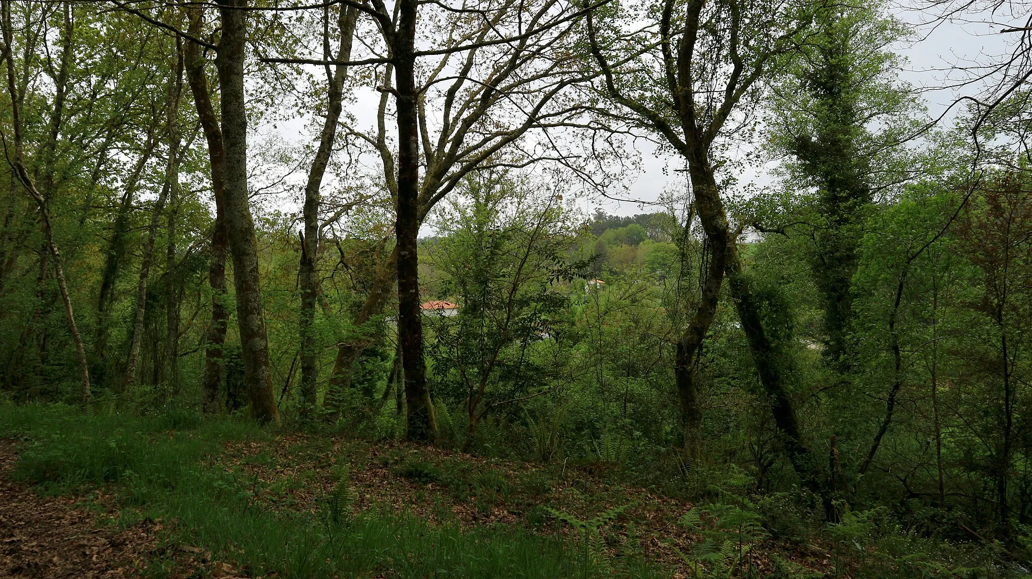 Photo showing: Fraga á beira do río Barcés na aldea abandonada de Muradelo, en Figueiroa.