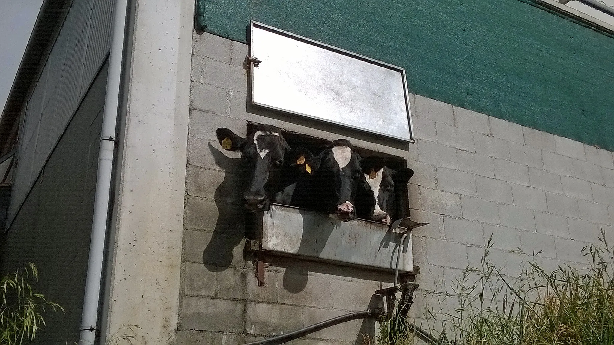Photo showing: Vacas asomándose pola ventá dunha corte moderna, en Gueimas (Mazaricos, A Coruña)