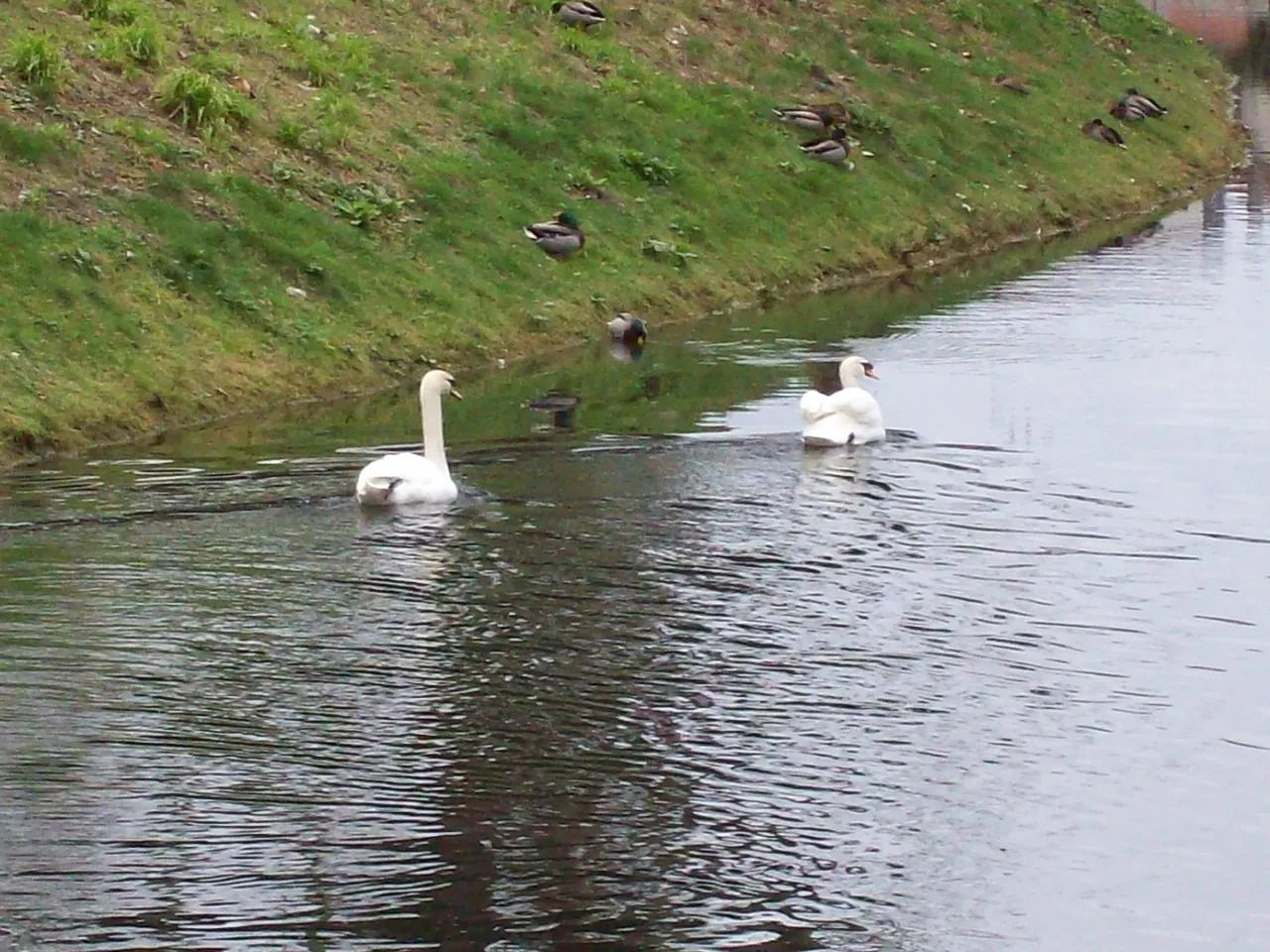 Photo showing: cisnes en el CABE