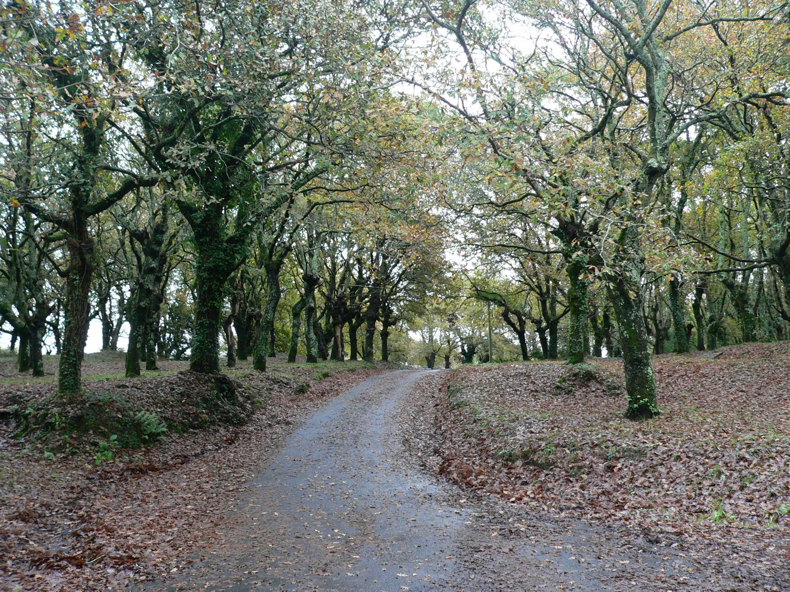 Photo showing: Carballeira ó lado da iglesia de San Cibran