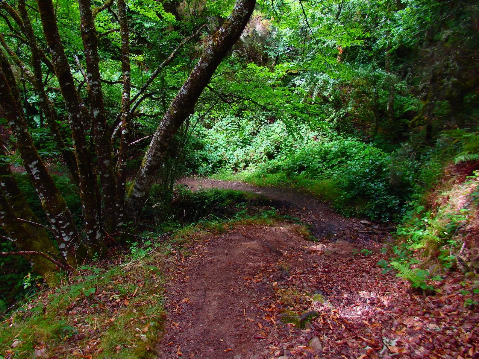 Photo showing: Camiño de Santiago, rego da Pasadiña, ó seu paso polo bosque en A Degolada, Baleira.