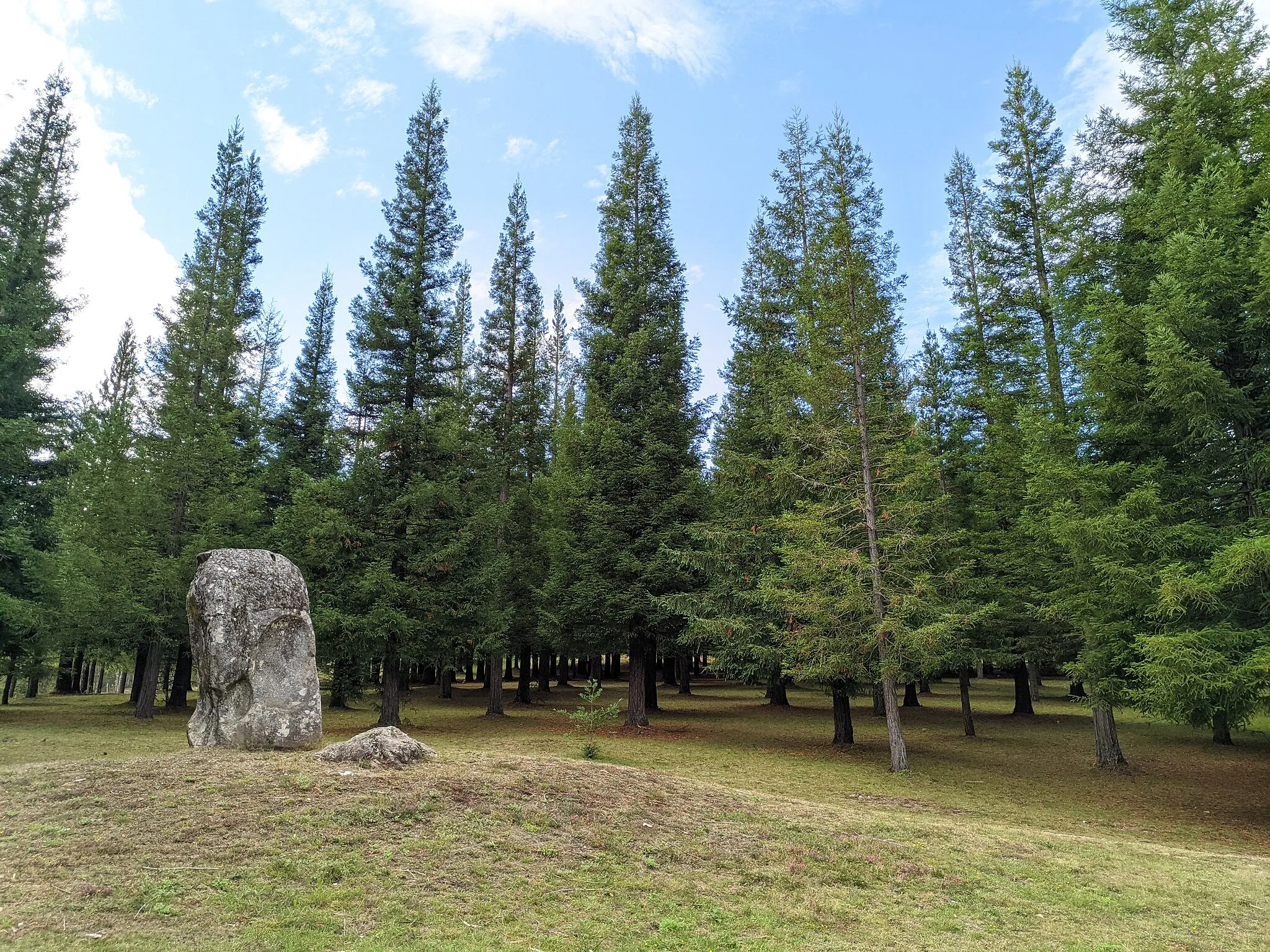 Photo showing: Bosque de sequoias de Poio (vista xeral dende a parte inferior do bosque)