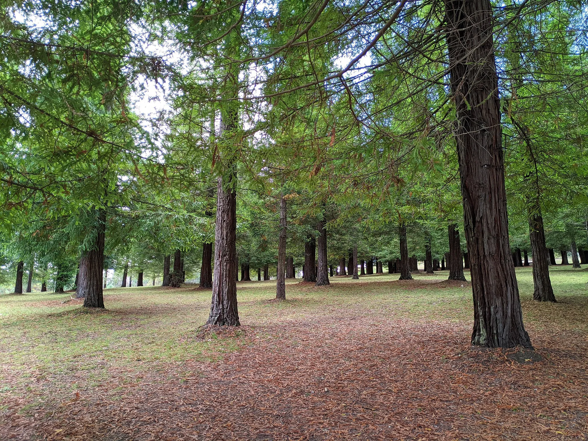 Photo showing: Bosque de sequoias de Poio (debaixo das árbores)