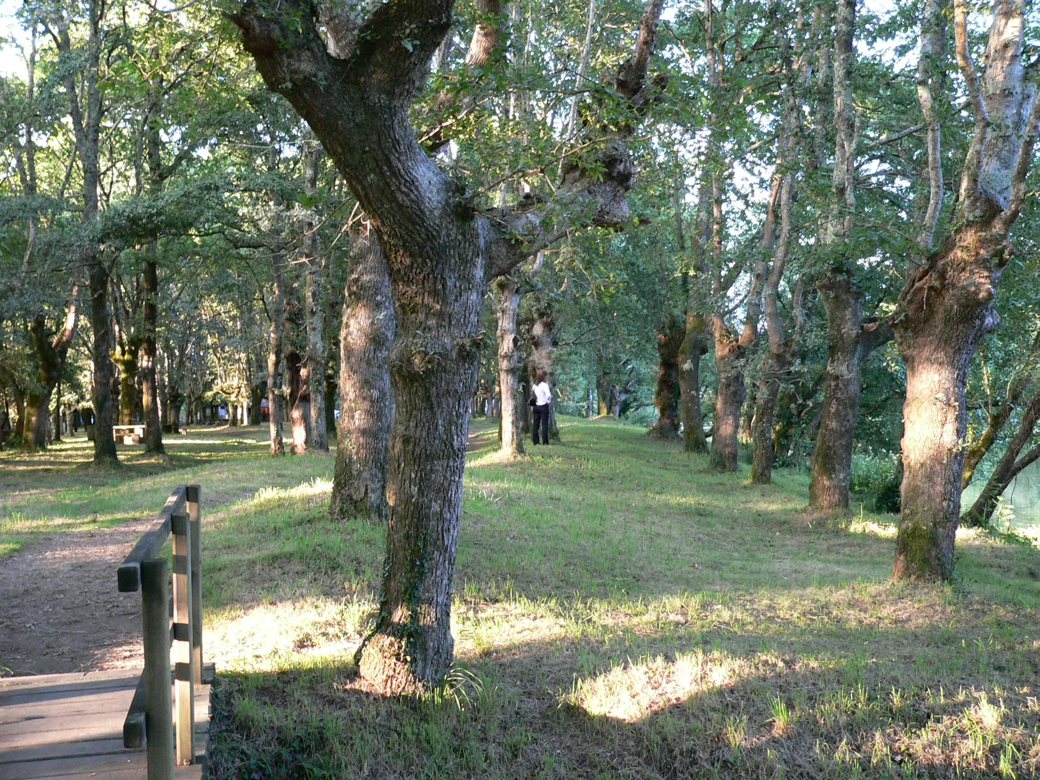 Photo showing: Oak forest in Chaián, Trazo, A Coruña, Galicia, Spain