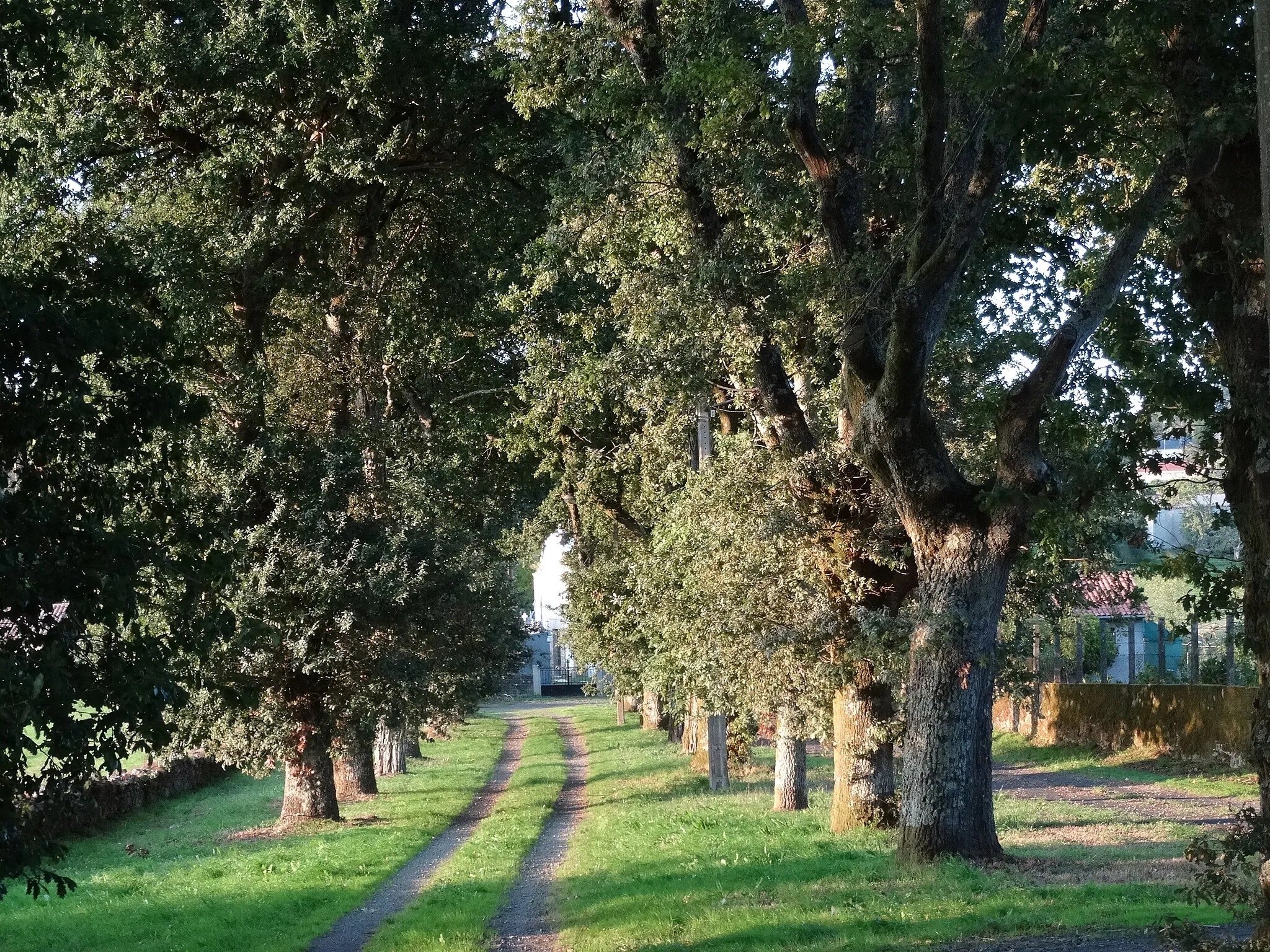 Photo showing: Camiño á igrexa de Novela, Santiso, provincia da Coruña.