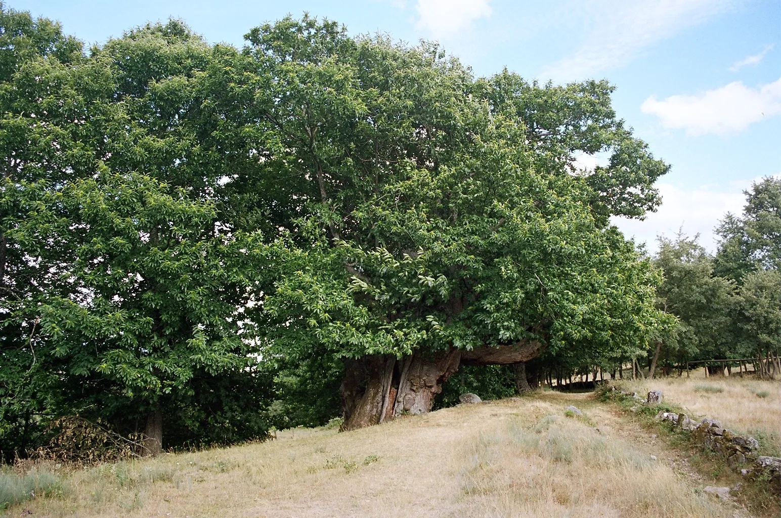 Photo showing: Chestnut tree of "Pumbariños" located in the forest called "Souto de Rozavales" in Manzaneda's municipality. It's the tree with the largest perimeter in Galicia (12 m). It's 500 years old