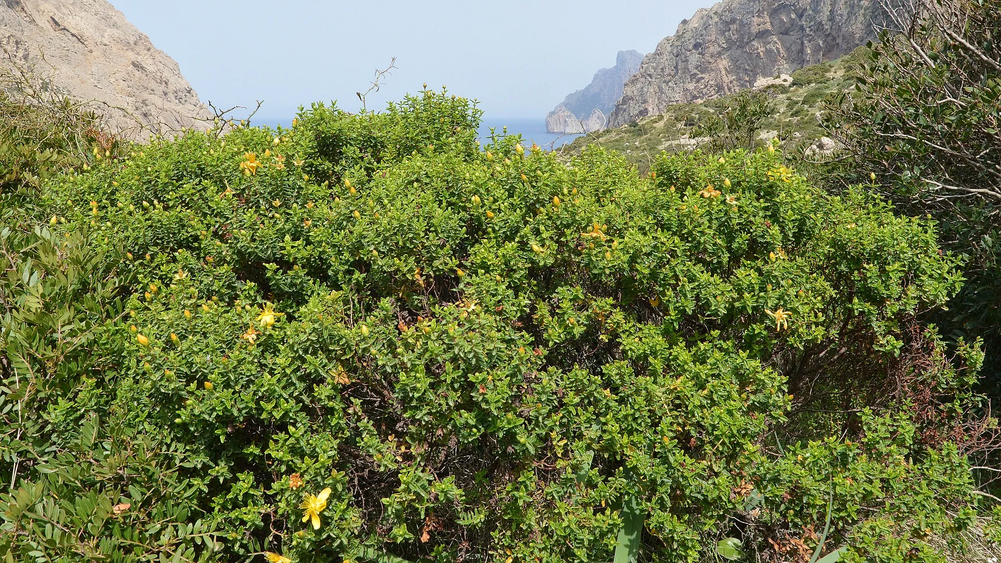 Photo showing: Hypericum balearicum in Pollença, Spain.