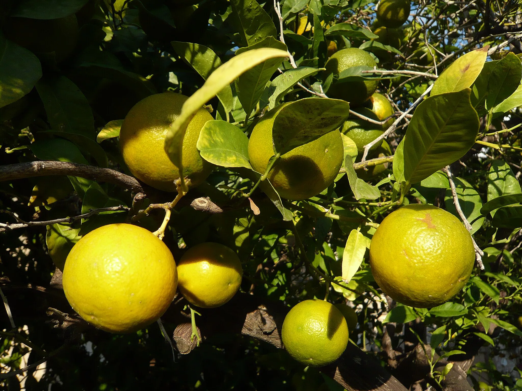 Photo showing: Andratx, Balearic Islands, Spain