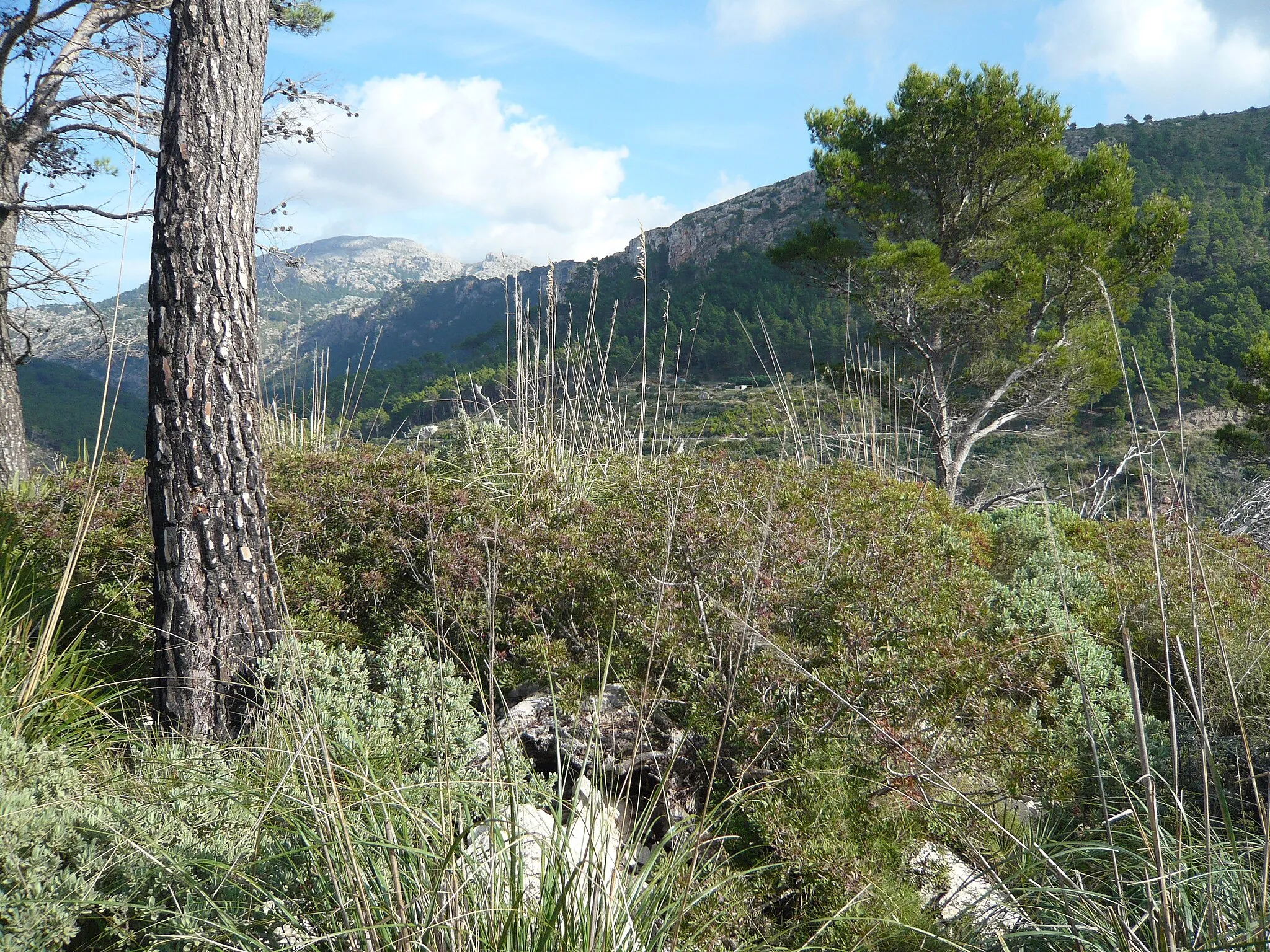 Photo showing: Andratx, Balearic Islands, Spain