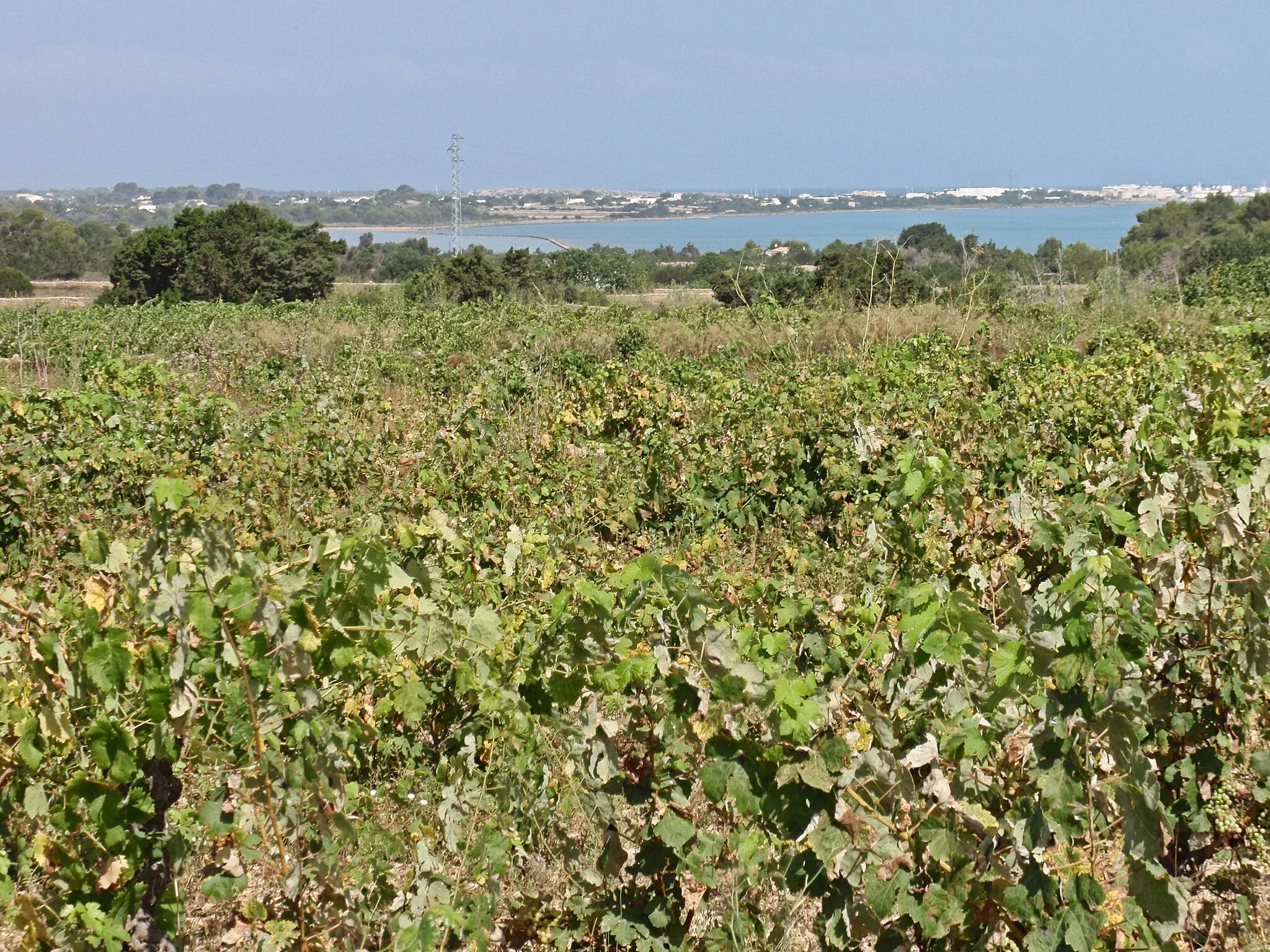 Photo showing: Vineyards at Formentera, Balearic Islands.