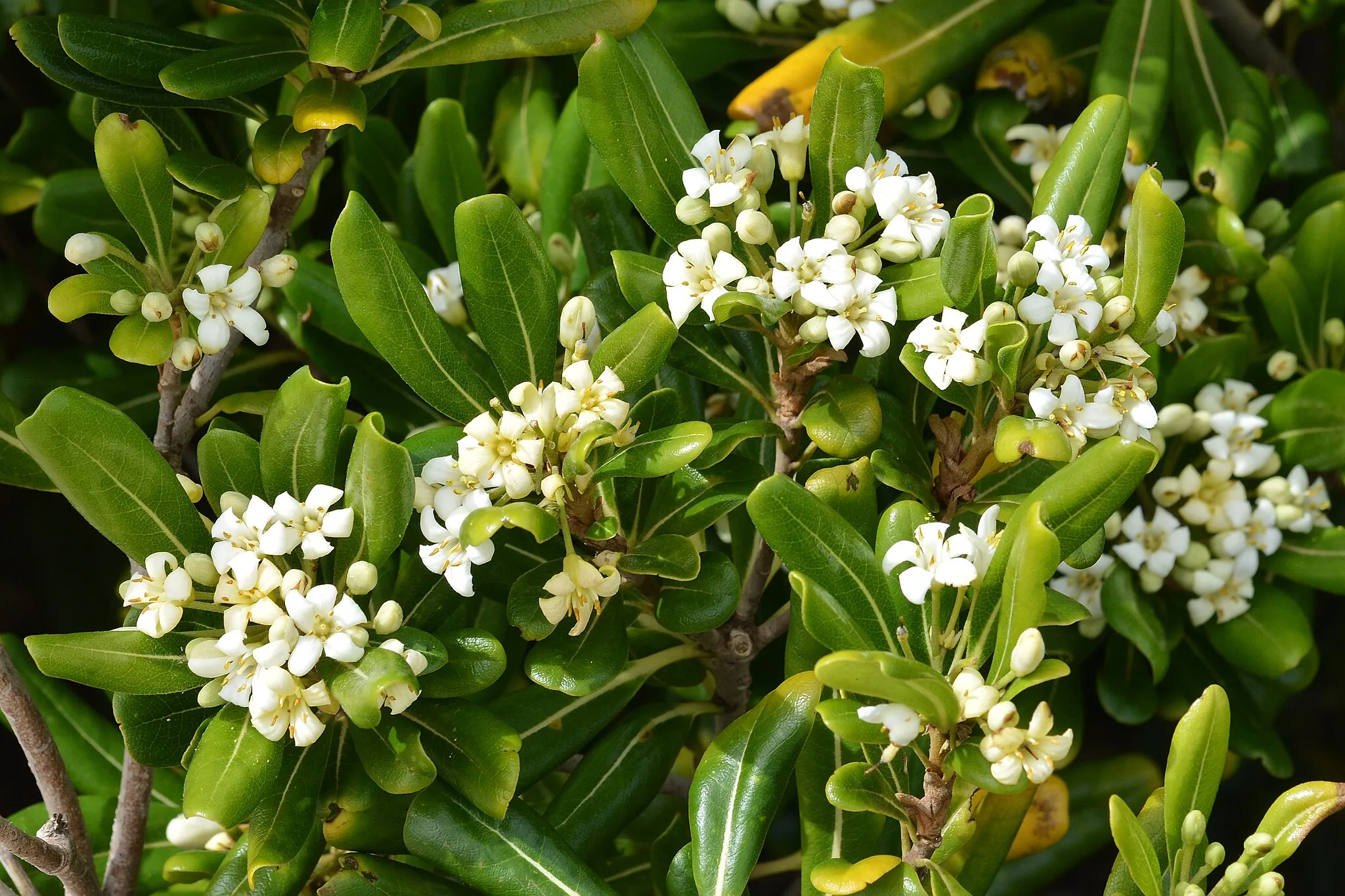 Photo showing: Japanese Cheesewood (Pittosporum tobira) in Santa Margalida, Spain.