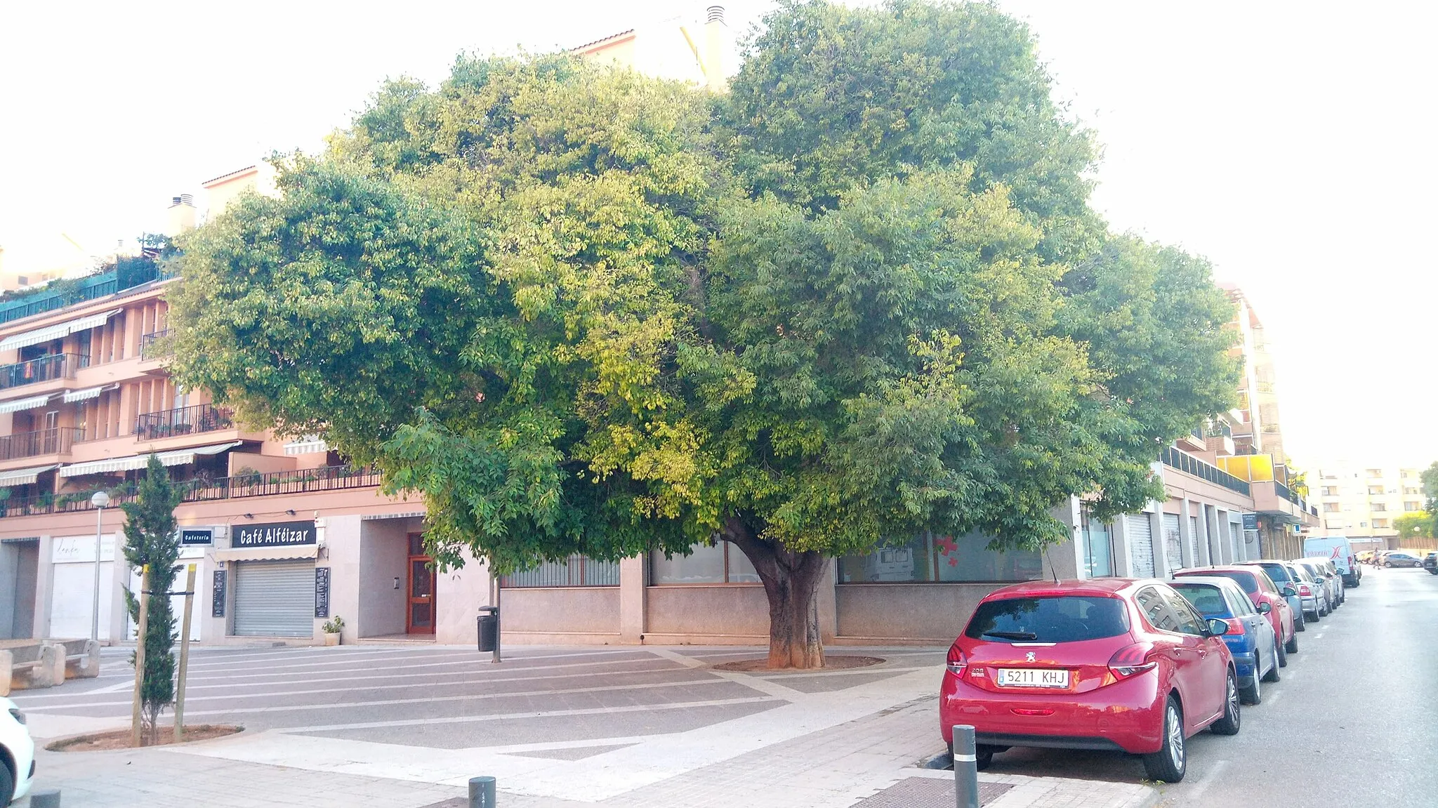 Photo showing: Aquest lledoner és el que hi havia al costat de la Clínica Penyaranda, dels germans García Peñaranda. El redol fou urbanitzat però es conservaren dos pins (un dels quals va morir el 2004) i un lledoner.
