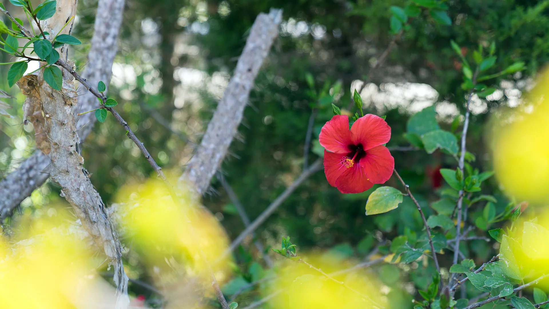 Photo showing: 500px provided description: A hibiscus flower in the garden of a country house in Menorca / Spain. [#yellow ,#red ,#color ,#nature ,#flower ,#tree ,#summer ,#bokeh ,#leaf ,#green ,#garden ,#flora ,#cactus ,#outdoors ,#menorca ,#no person]