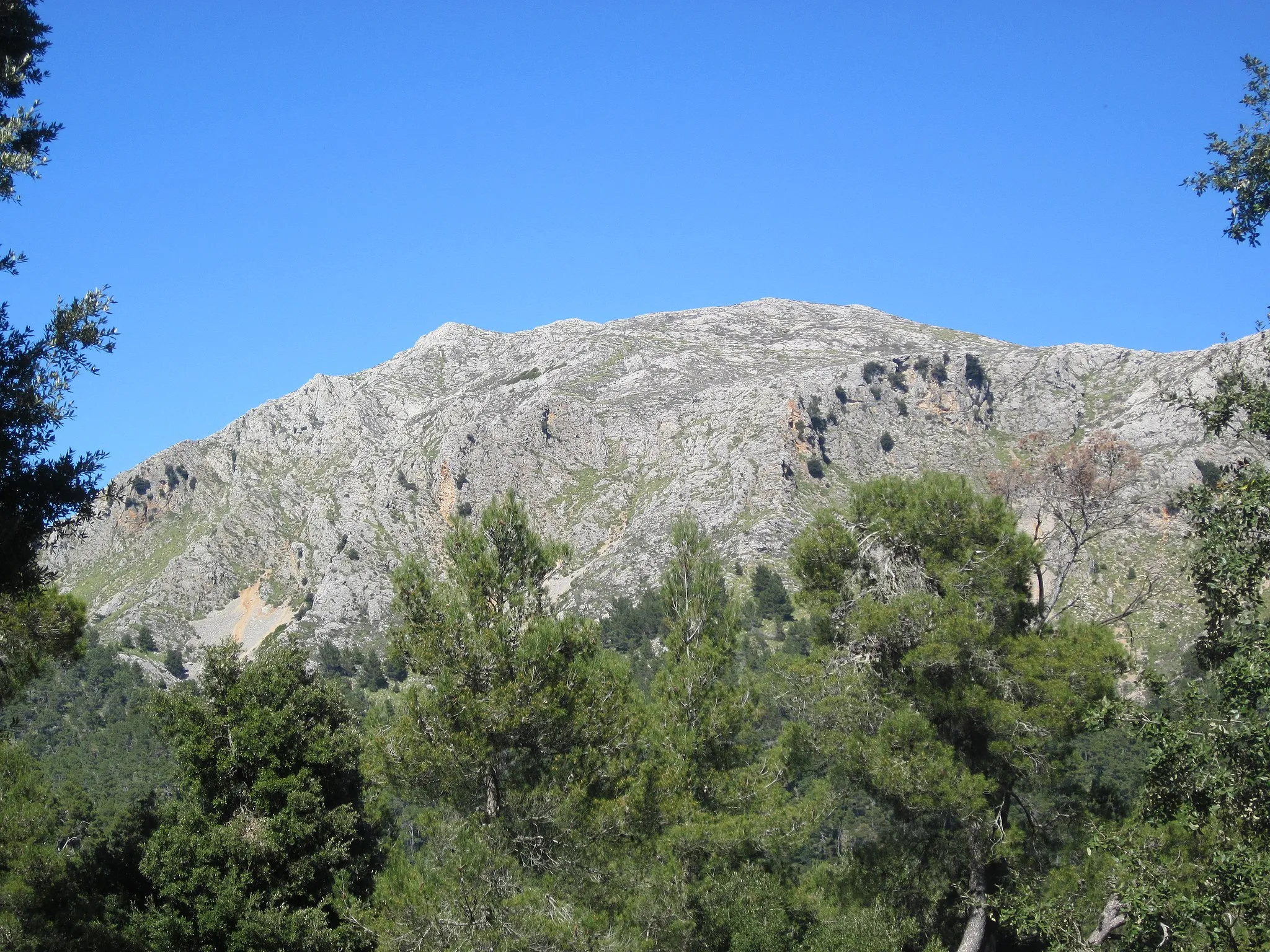 Photo showing: Puig Tomir (1103 m), mountain in the Serra de Tramuntana mountains near Lluc (Mallorca, Spain). View from the road between Coll Pelat and Coll des Pedregaret.