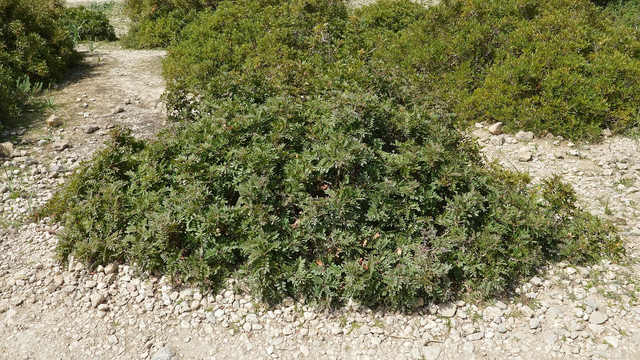 Photo showing: Mastic (Pistacia lentiscus) in Pollença, Spain.