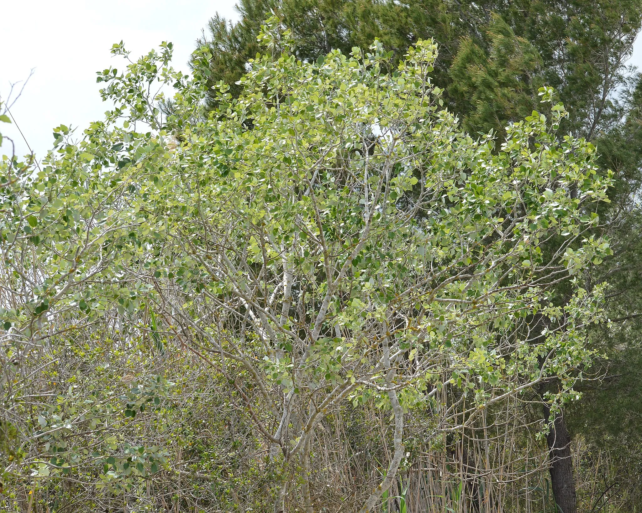 Photo showing: White Poplar (Populus alba) in Parc Natural de s'Albufera, Spain.