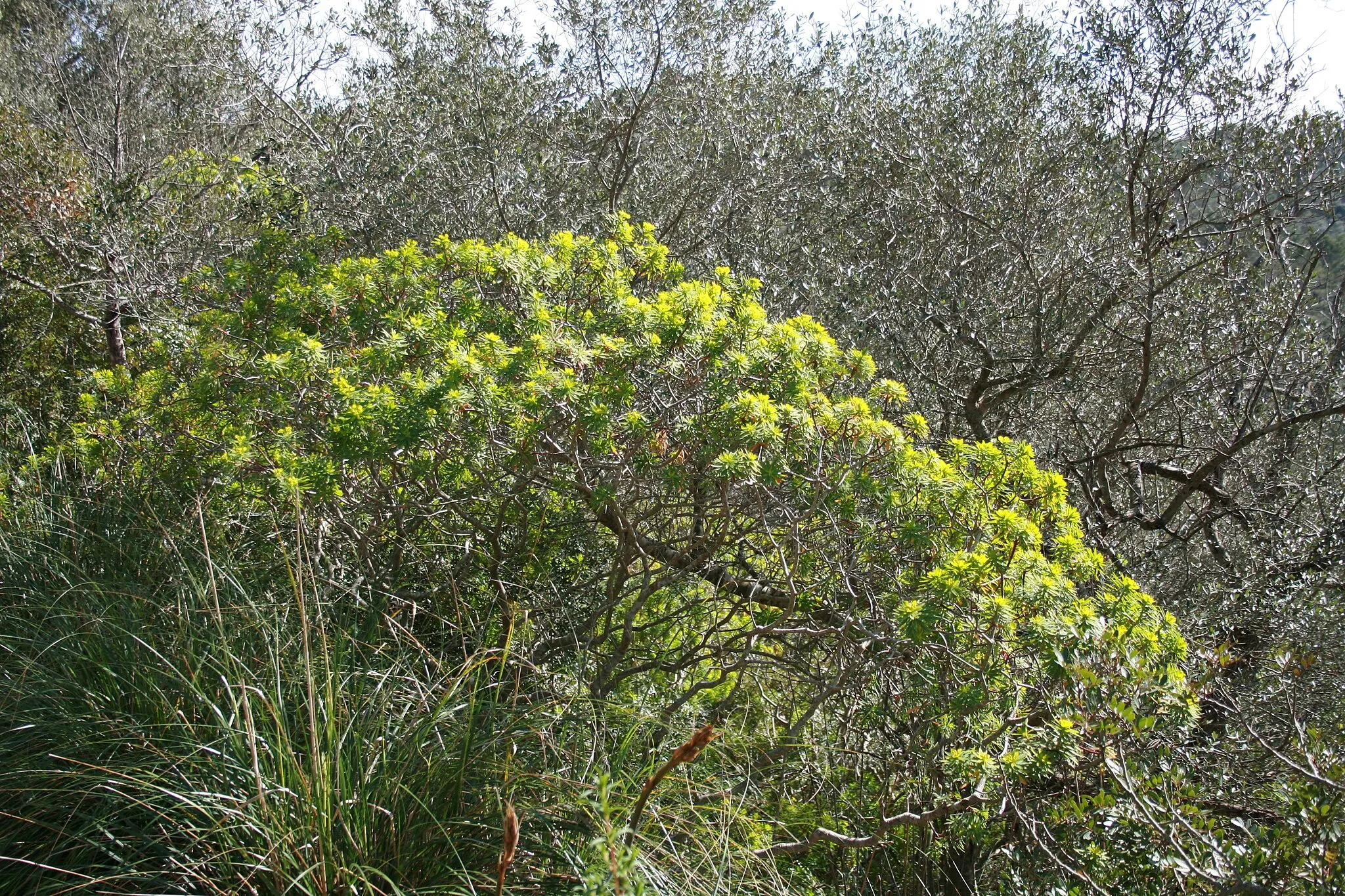 Photo showing: Euphorbia dendroides growing on Puig de Santa Magdalena in Inca, Mallorca, Spain