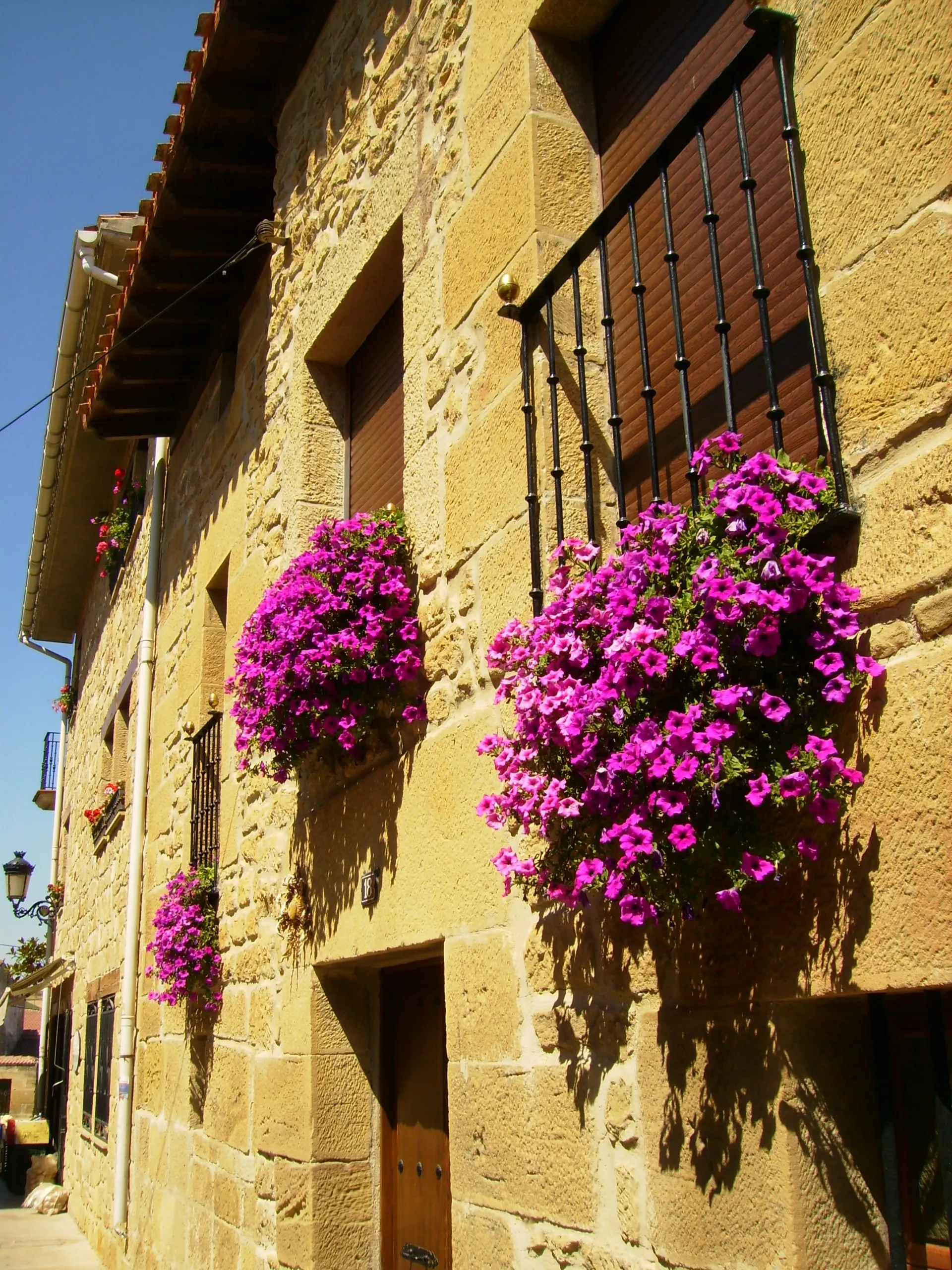 Photo showing: Flowers bloom in the summer sun in Elciego, Alava, Spain. August 2009