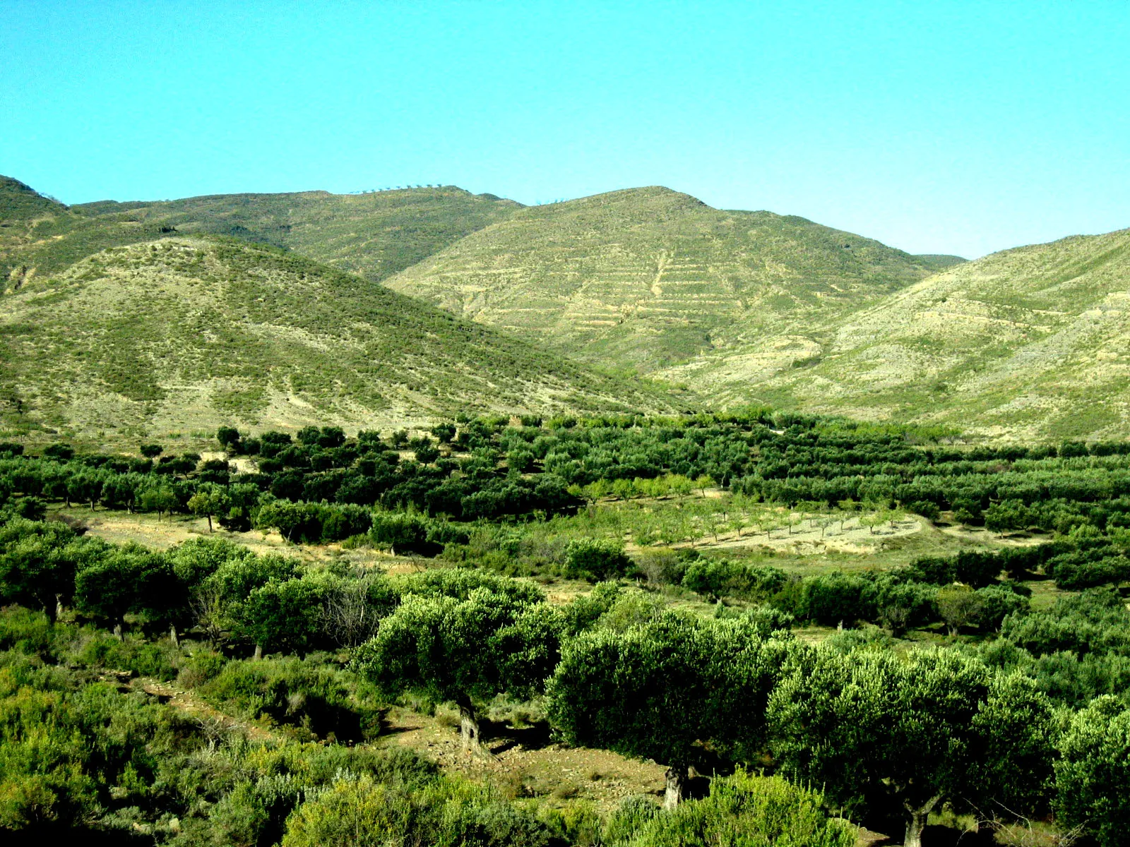 Photo showing: IGEA ( LA RIOJA )
Olivos y almendros